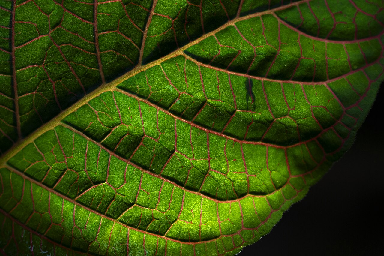 Starostlivosť o Fittonia gigantea v interiéri