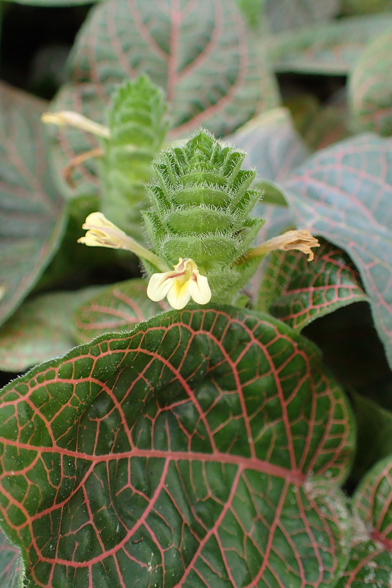 Detail listov Fittonia gigantea s výraznou žilnatinou