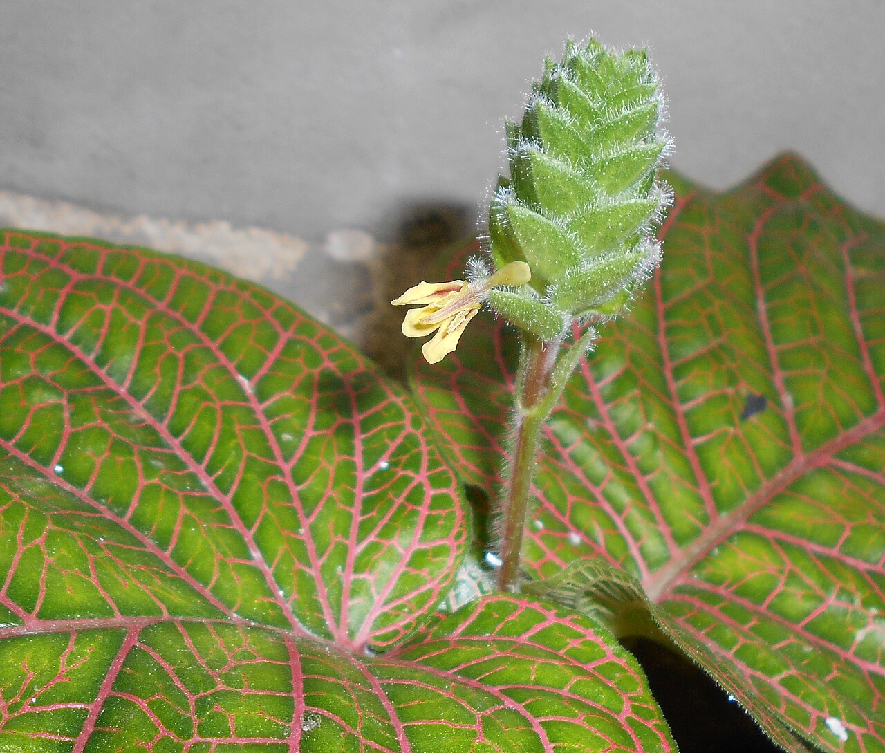 Fittonia gigantea pestovaná ako izbová rastlina