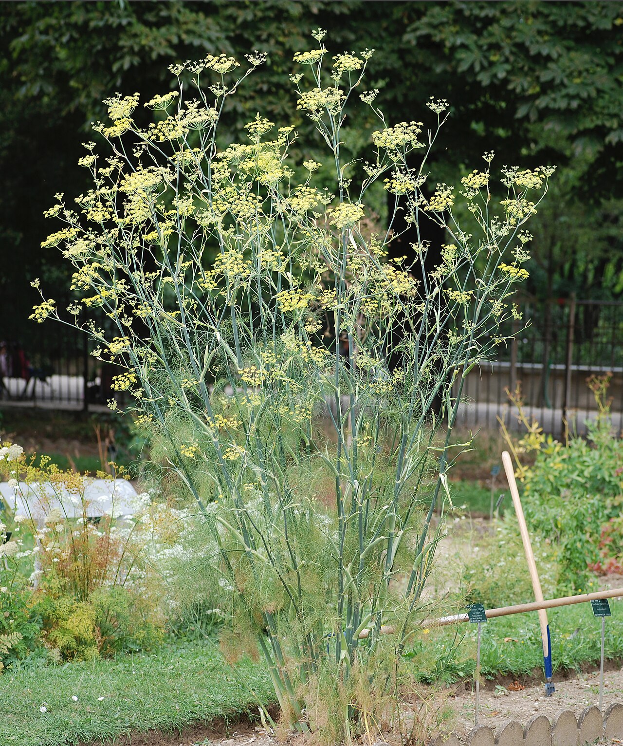 Foeniculum vulgare pestovanie v záhone na slnečnom mieste
