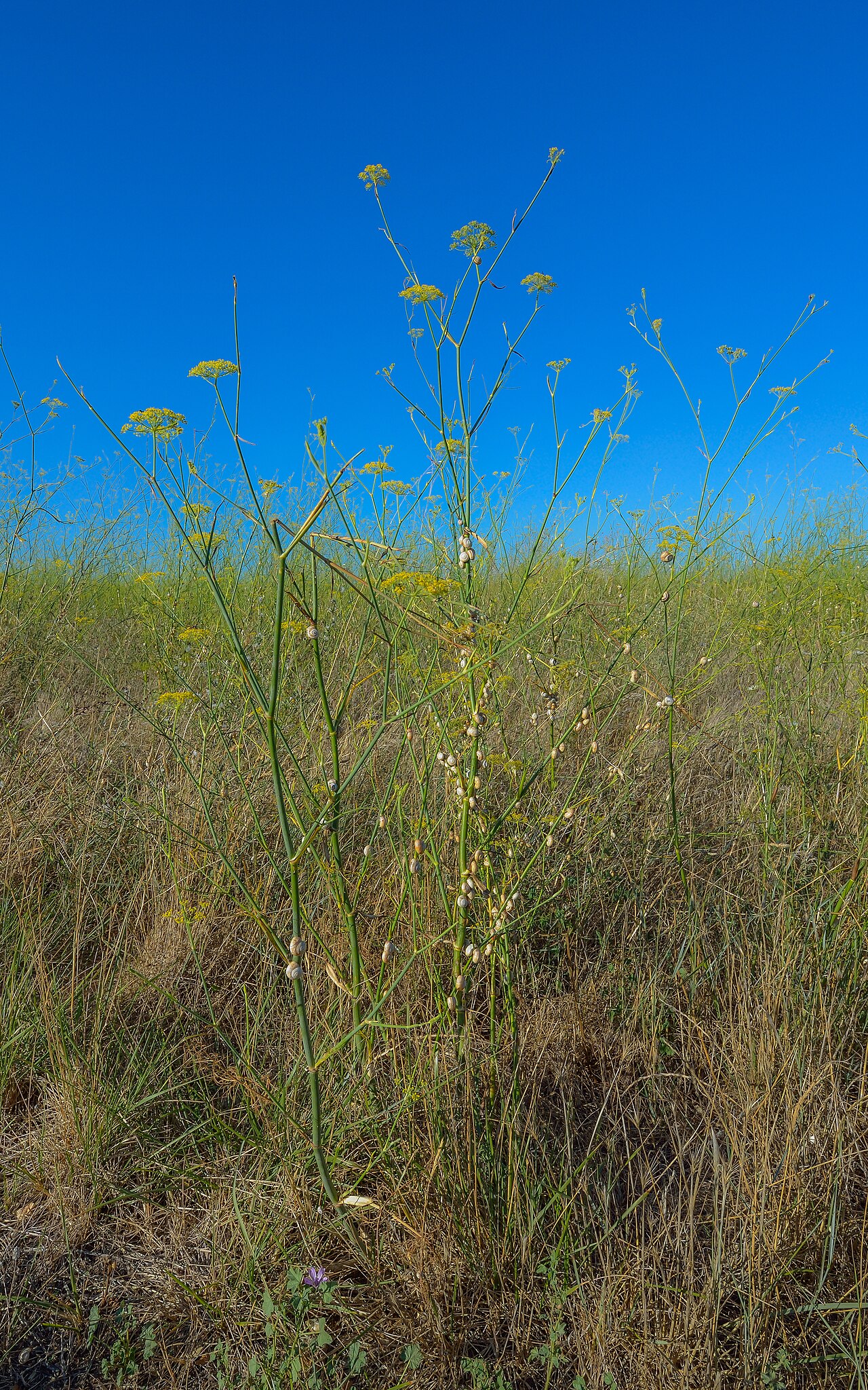Jemné svetlozelené listy rastliny Foeniculum vulgare