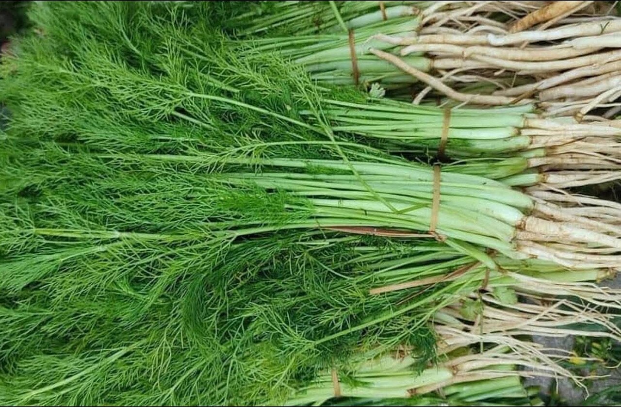 Detail aromatických listov Foeniculum vulgare