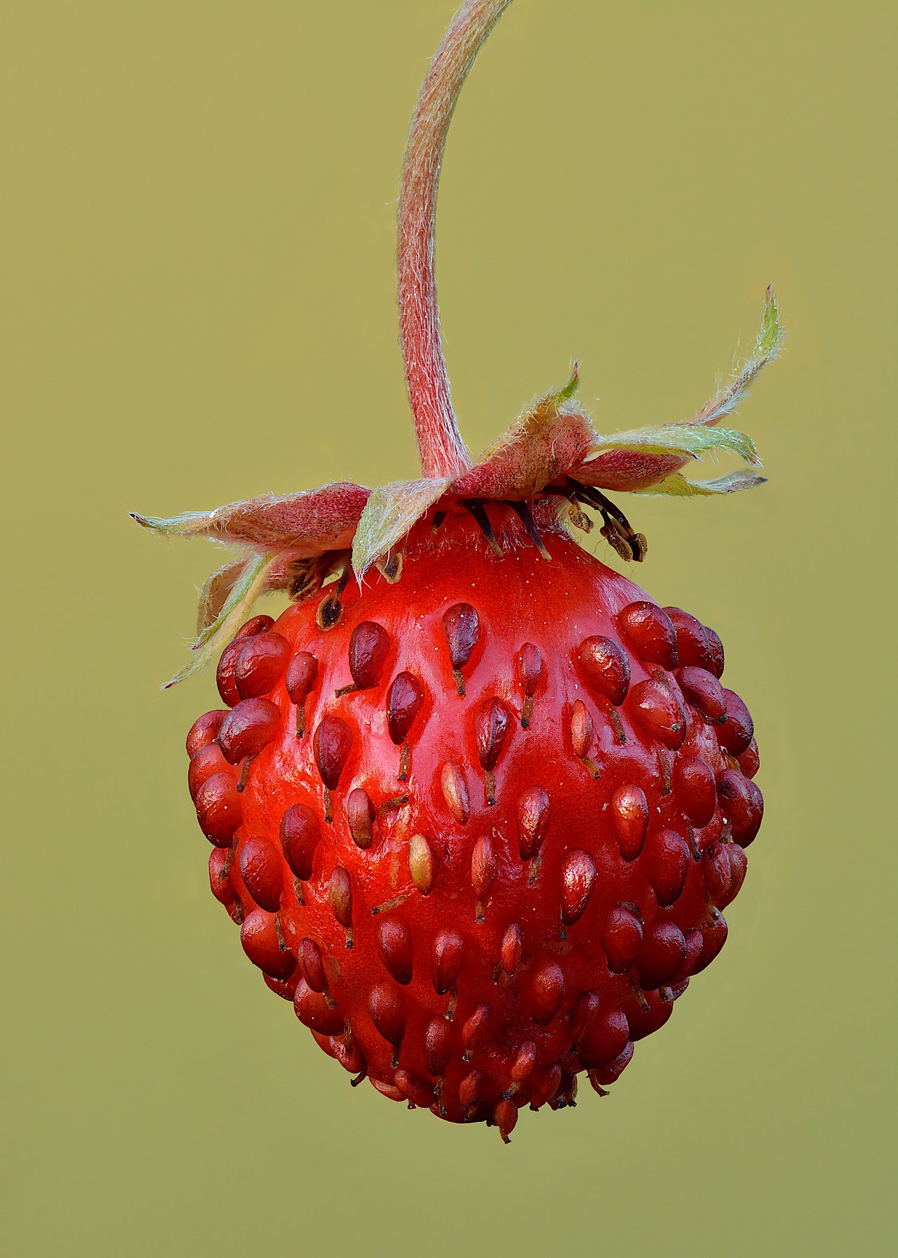 Fragaria vesca pestovanie v kvetináči na svetlom mieste