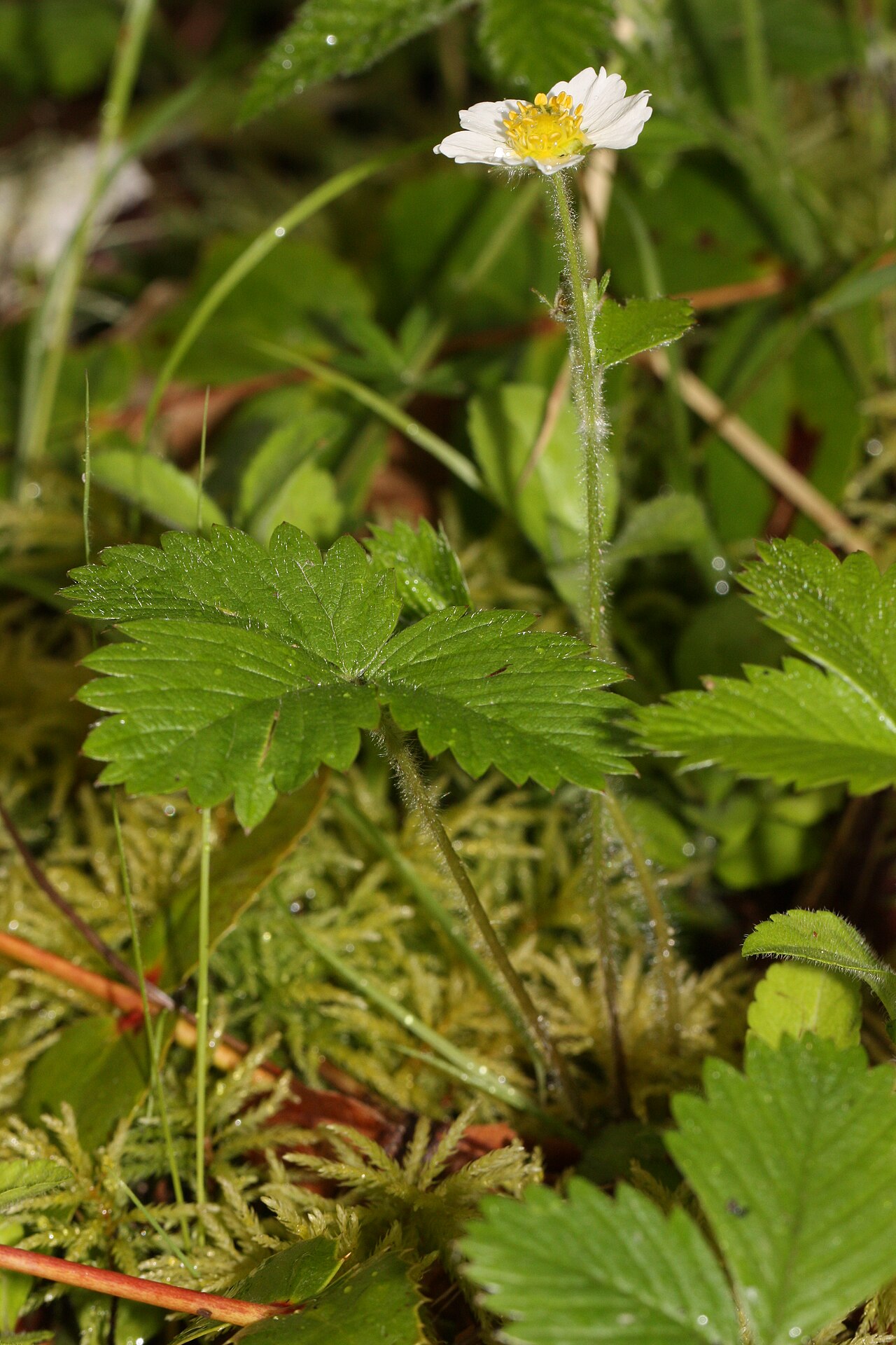 Listy a kvety rastliny Fragaria vesca