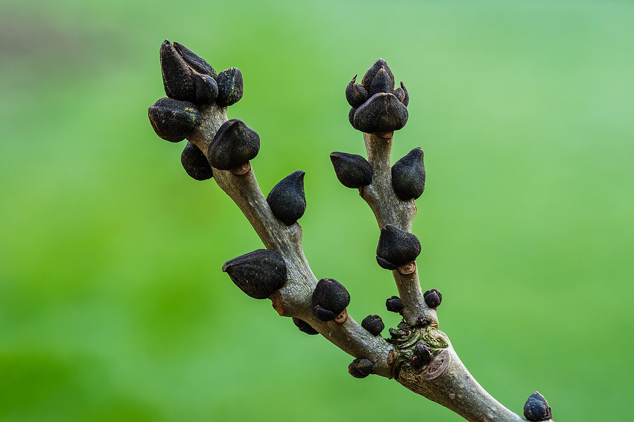 Fraxinus excelsior pestovanie na svetlom vonkajšom stanovišti