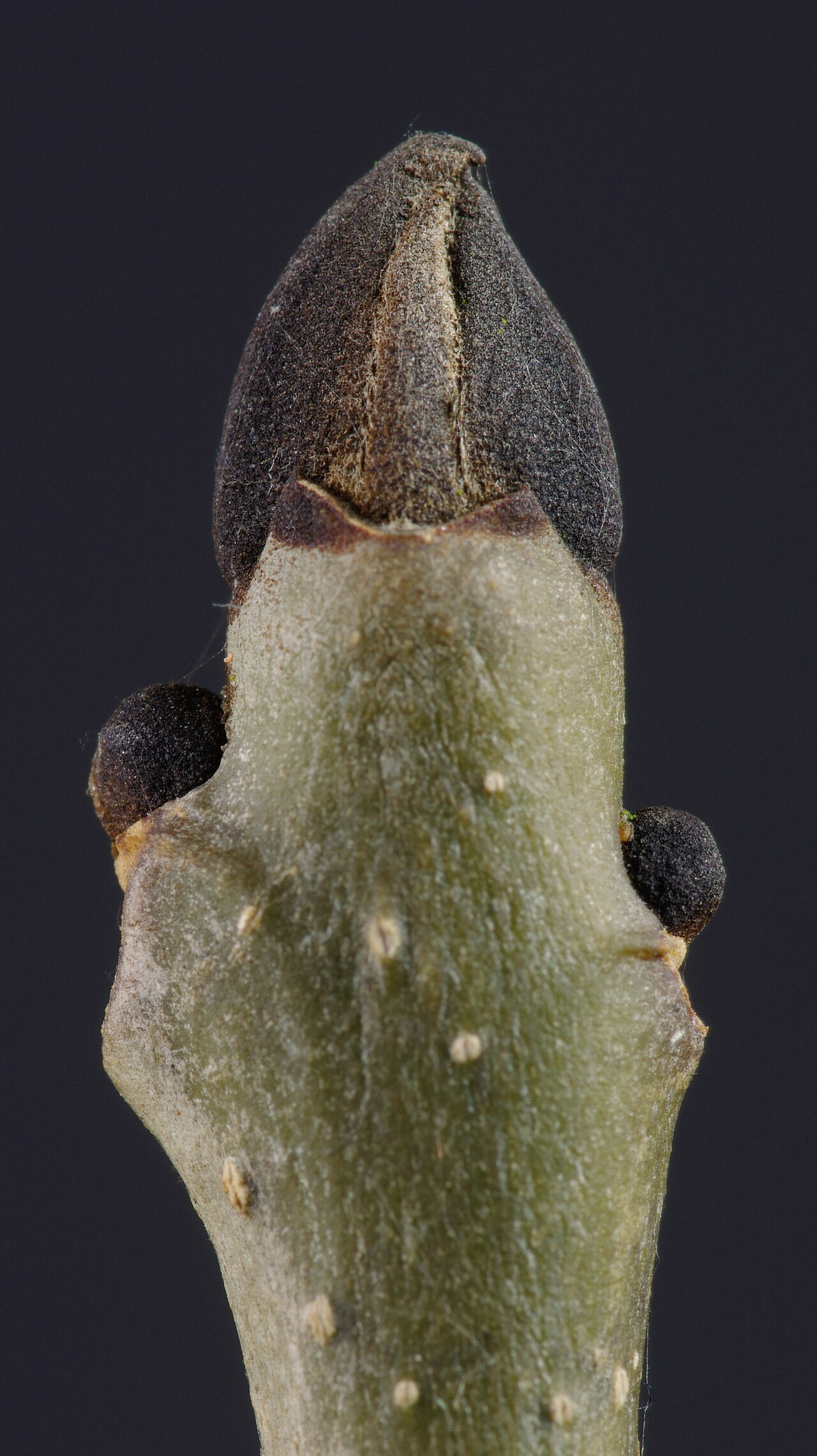 Mladý Fraxinus excelsior pestovaný v nádobe