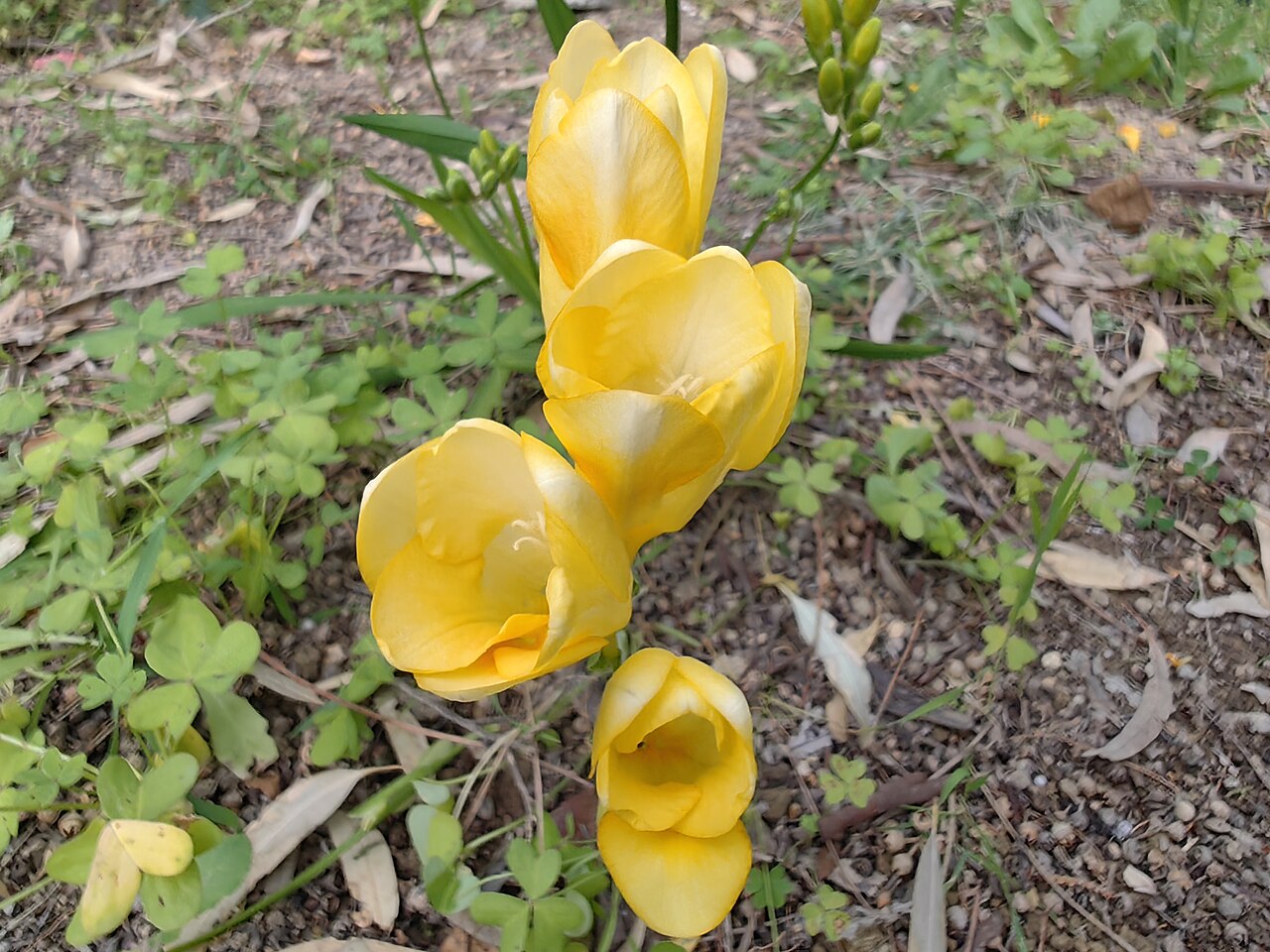 Detail kvetov Freesia refracta