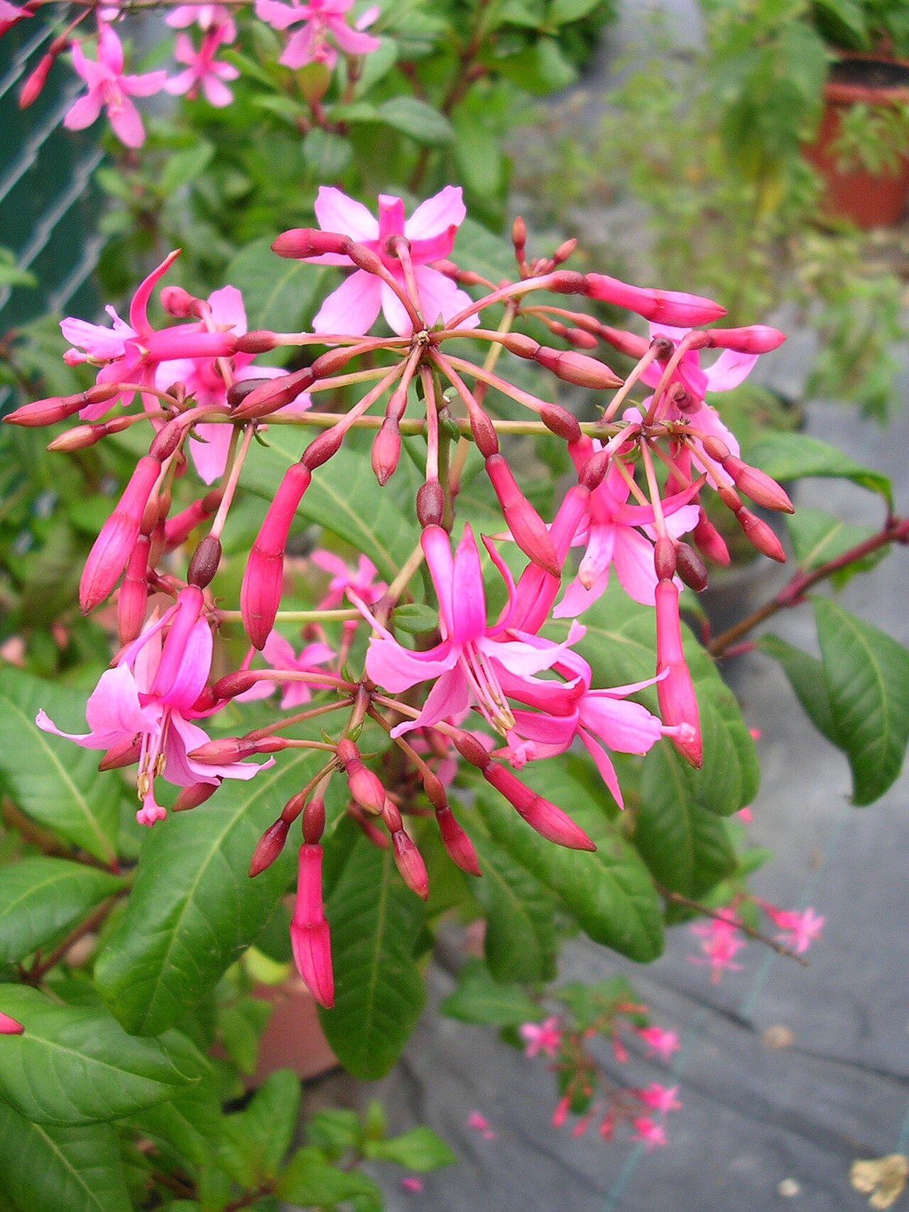 Starostlivosť o Fuchsia arborescens a detail kvetov