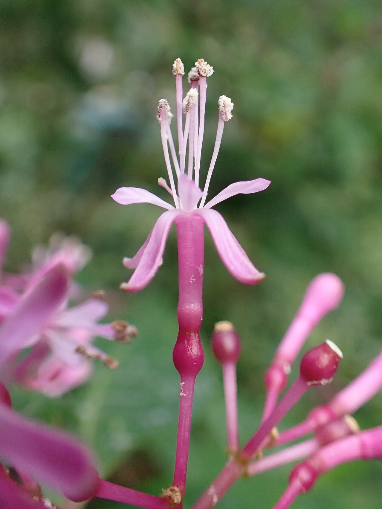 Fuchsia arborescens s tmavozelenými listami