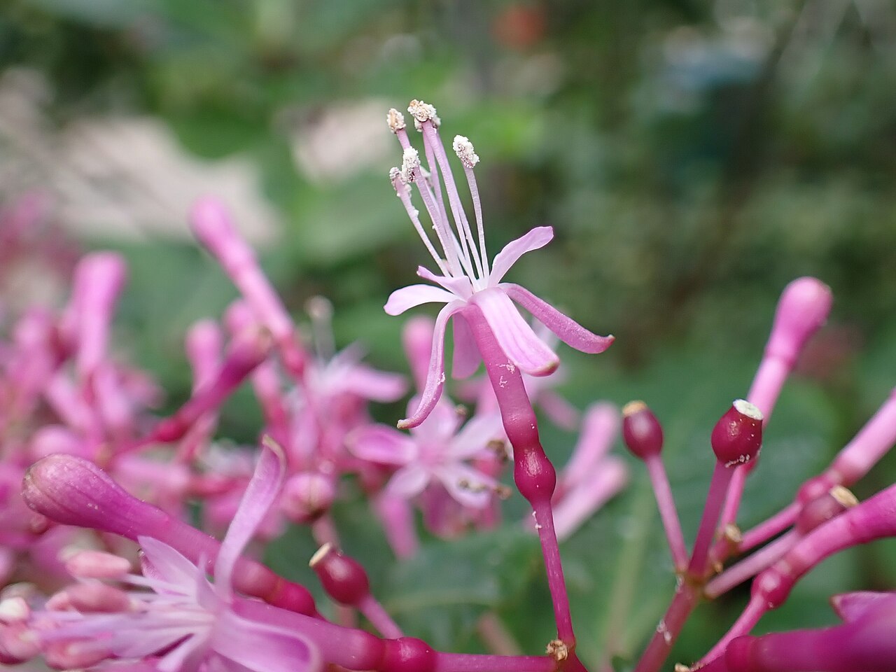 Detail listov rastliny Fuchsia arborescens