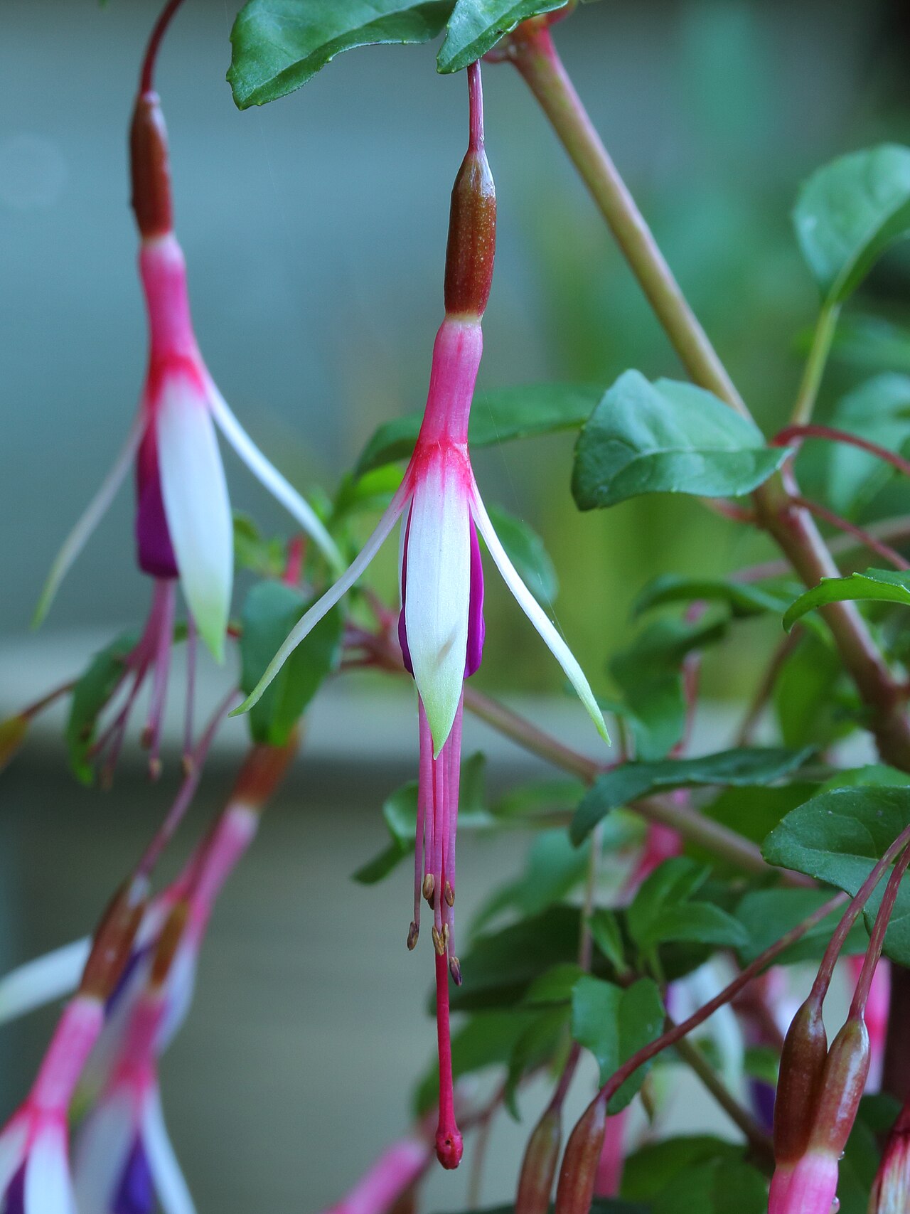 Kvety rastliny Fuchsia magellanica v ružovo-fialových odtieňoch