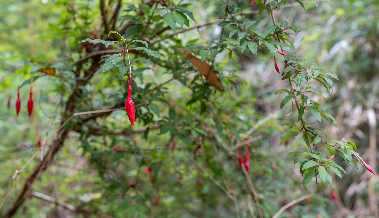 Detail listov a kvetov Fuchsia magellanica