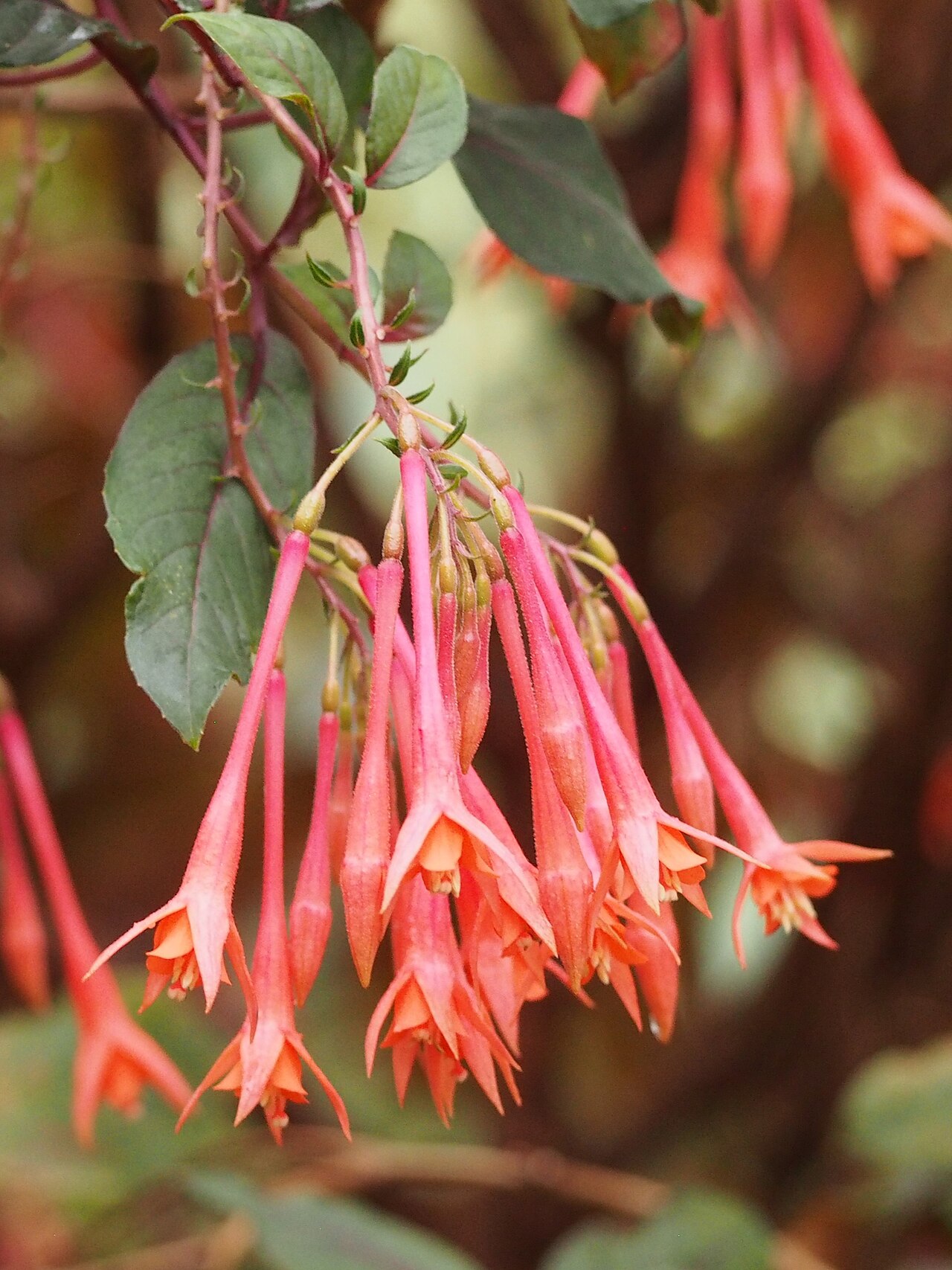 Fuchsia × hybrida pestovanie v kvetináči s bohatými previsnutými kvetmi