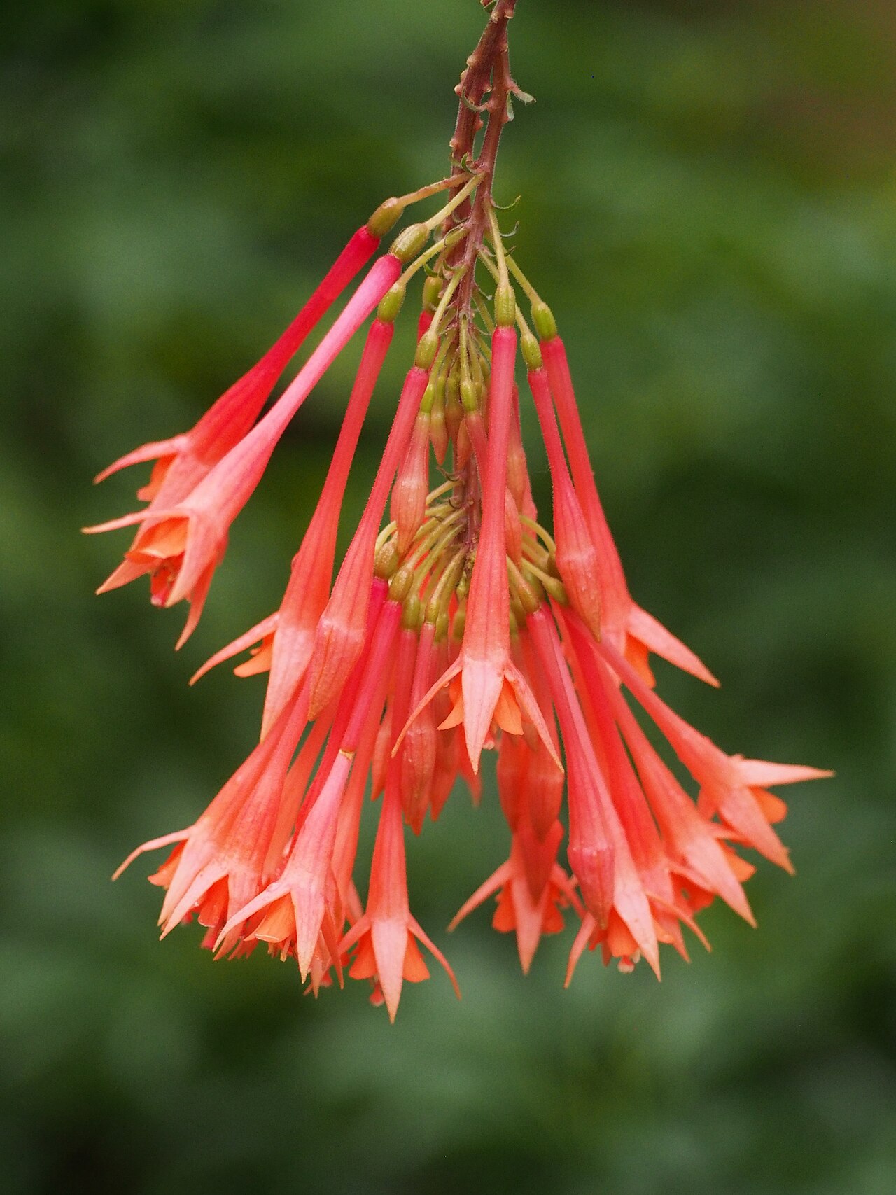 Detail dvojfarebných kvetov rastliny Fuchsia × hybrida