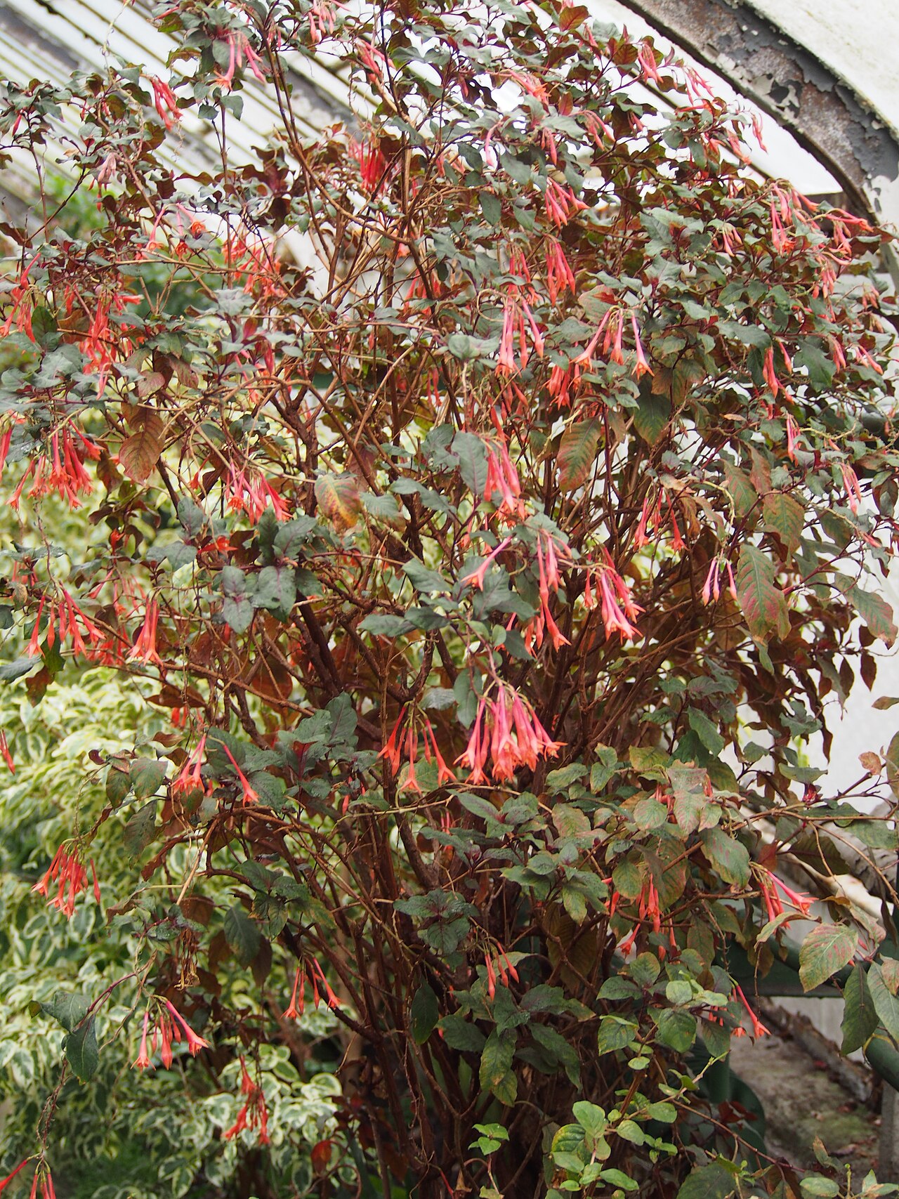 Fuchsia × hybrida na svetlom stanovišti v interiéri