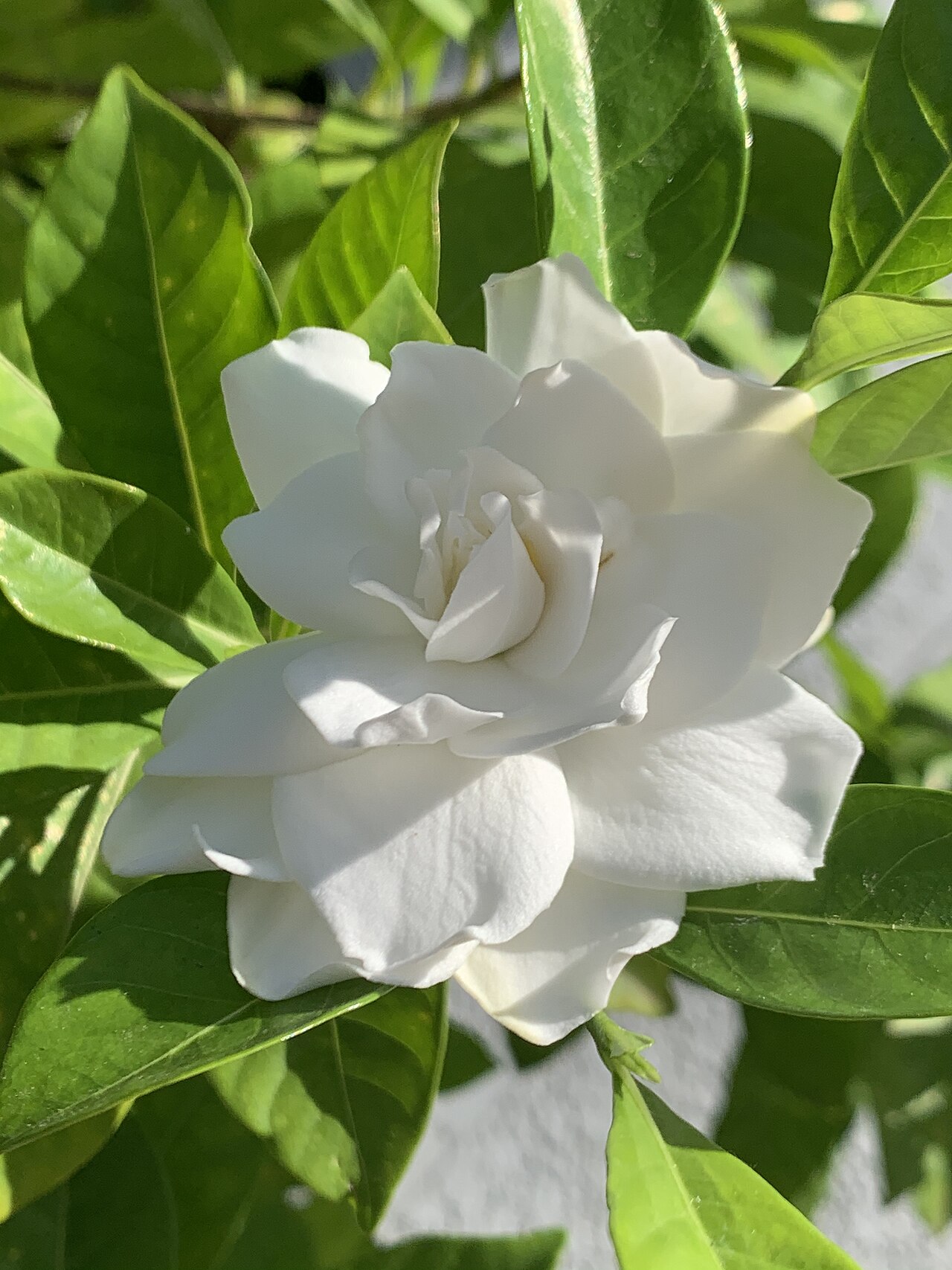 Starostlivosť o Gardenia jasminoides v svetlom interiéri
