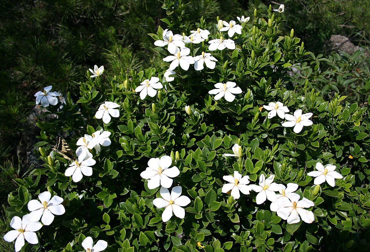 Biely kvet Gardenia jasminoides s výraznou vôňou