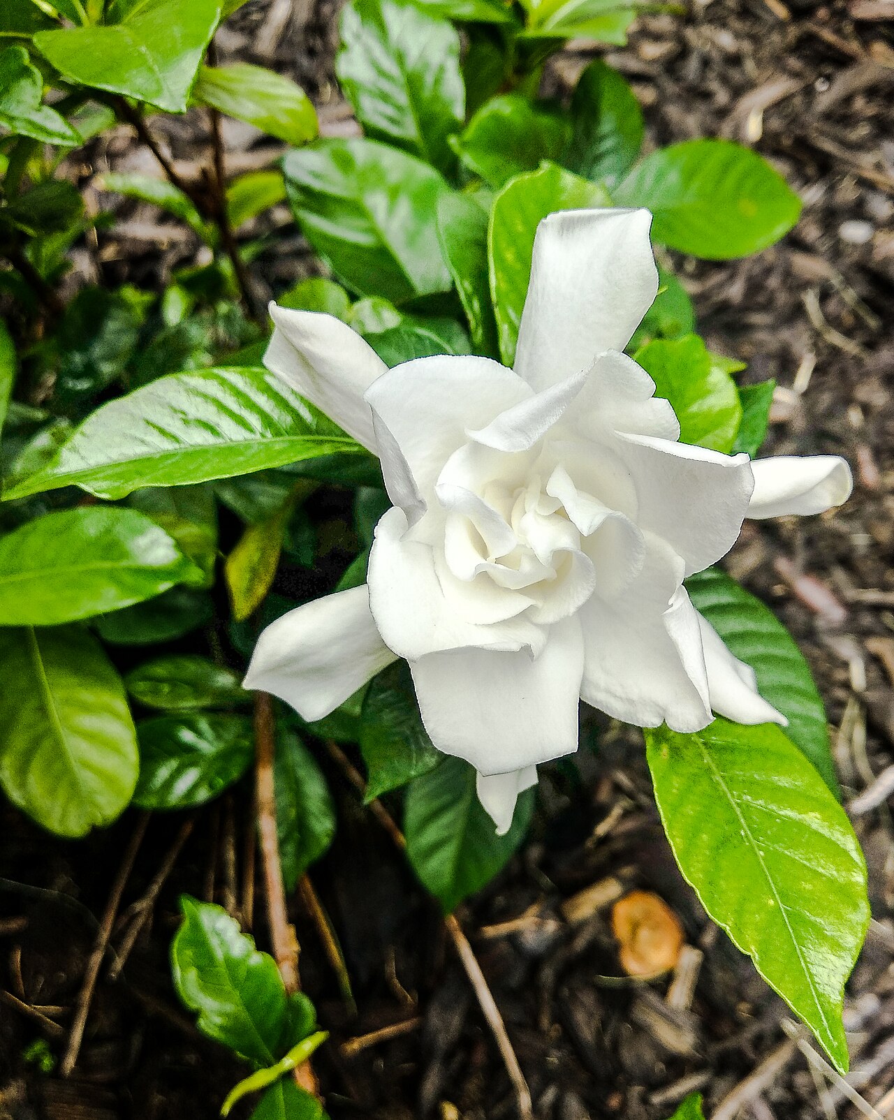 Lesklé tmavozelené listy rastliny Gardenia jasminoides