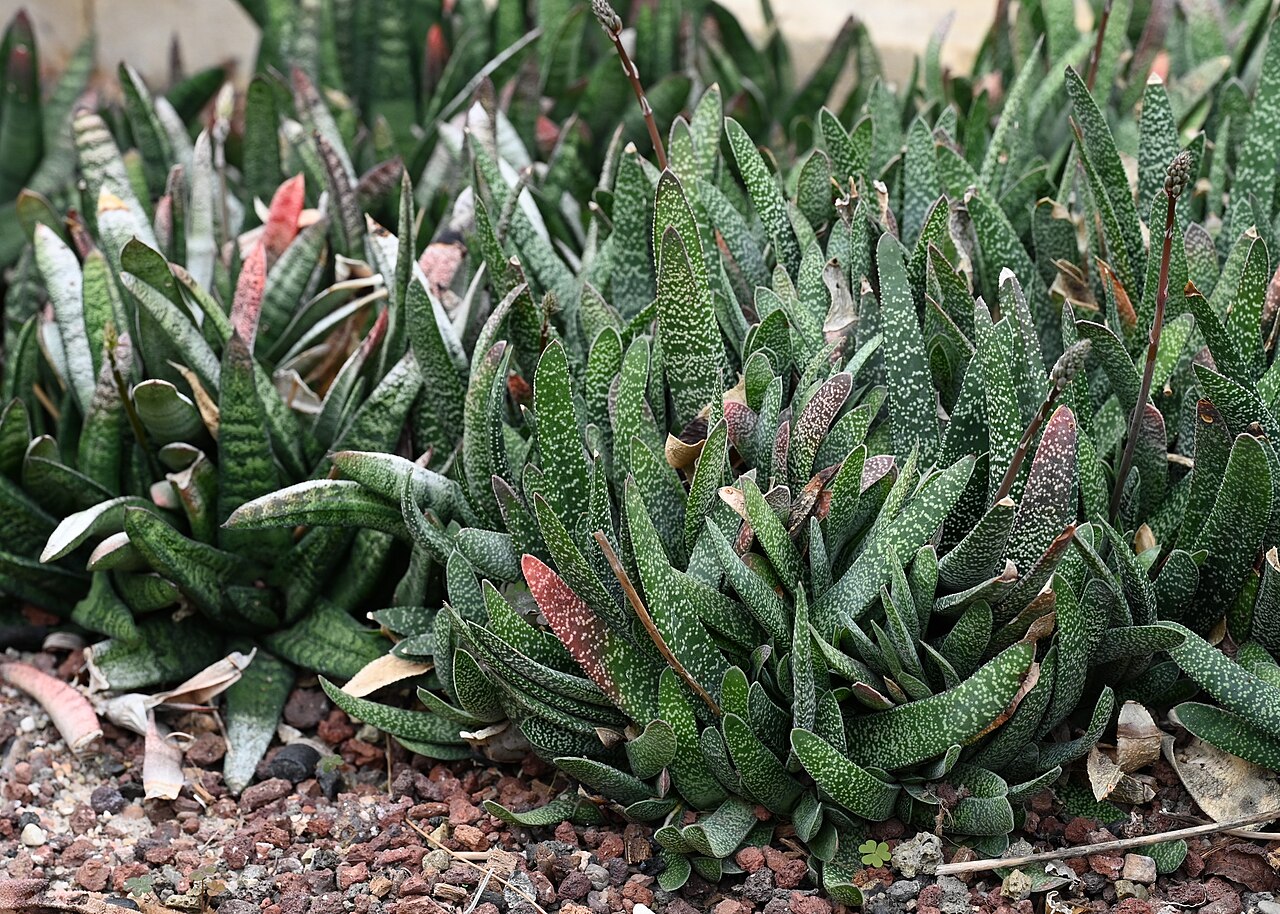 Detail listov rastliny Gasteria batesiana