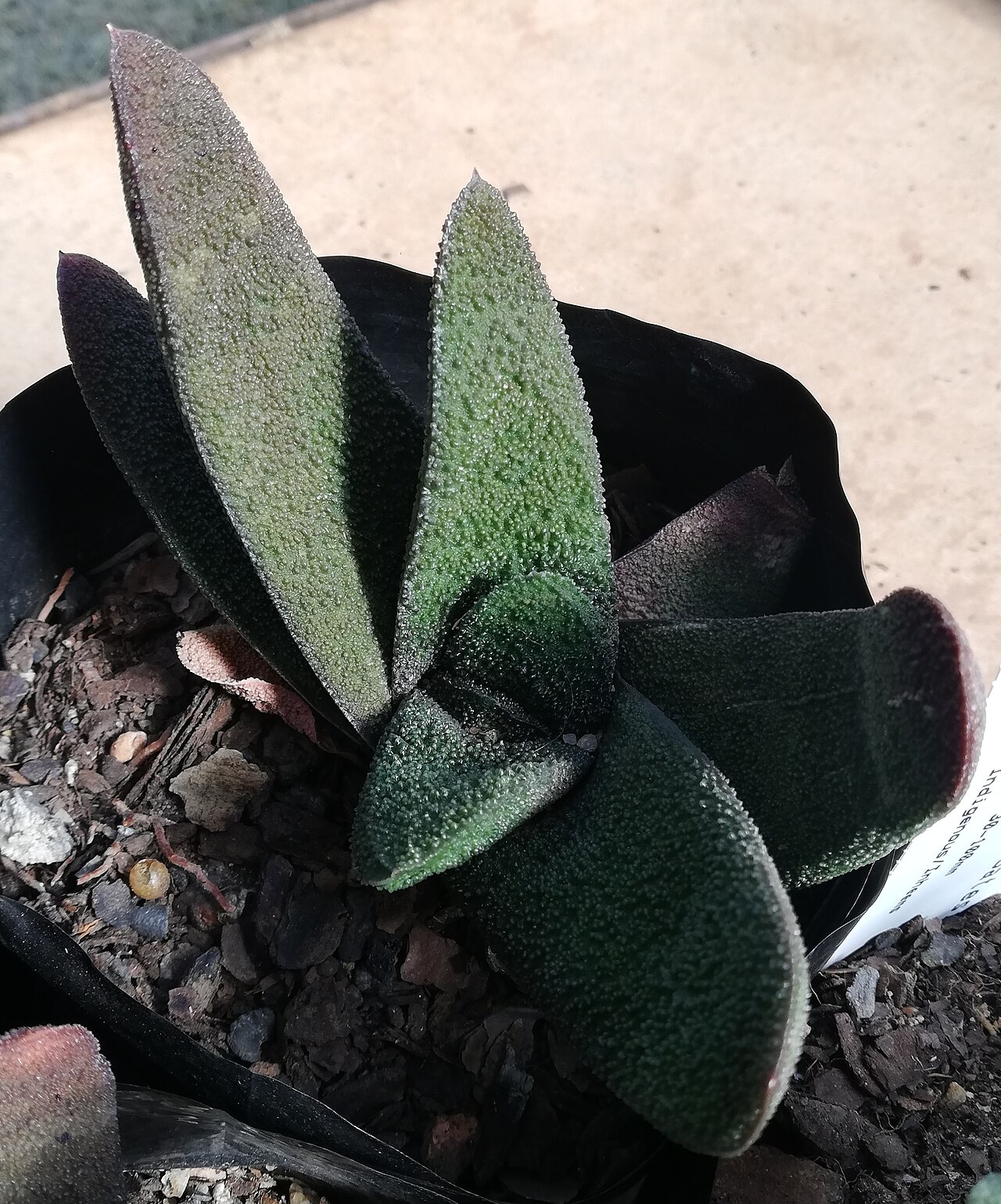 Gasteria batesiana ako kompaktný sukulent do bytu