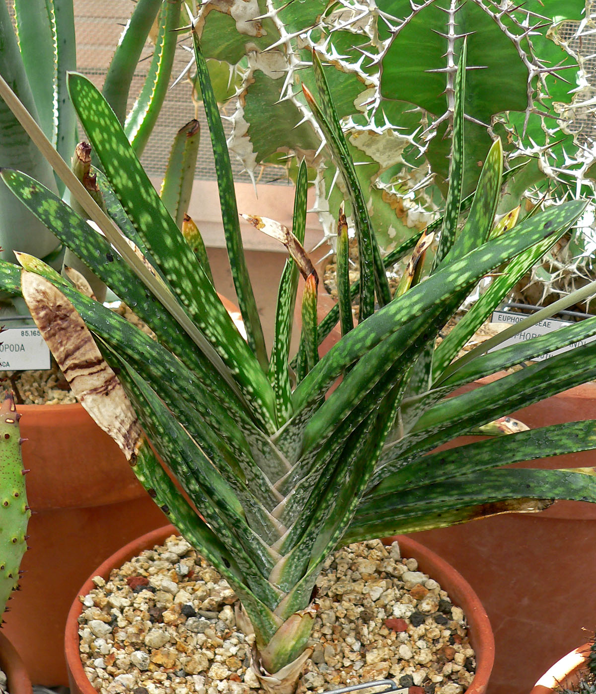 Starostlivosť o Gasteria maculata v domácom pestovaní