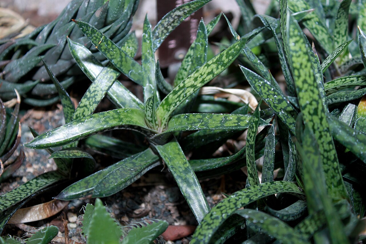Detail listov rastliny Gasteria maculata