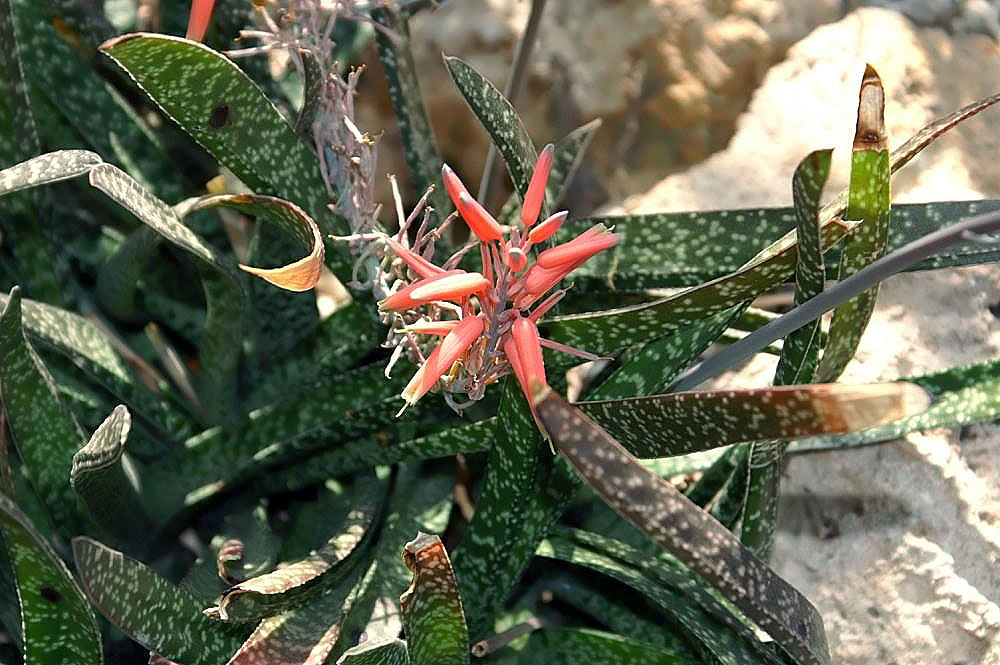 Gasteria maculata v kvetináči na svetlom stanovišti