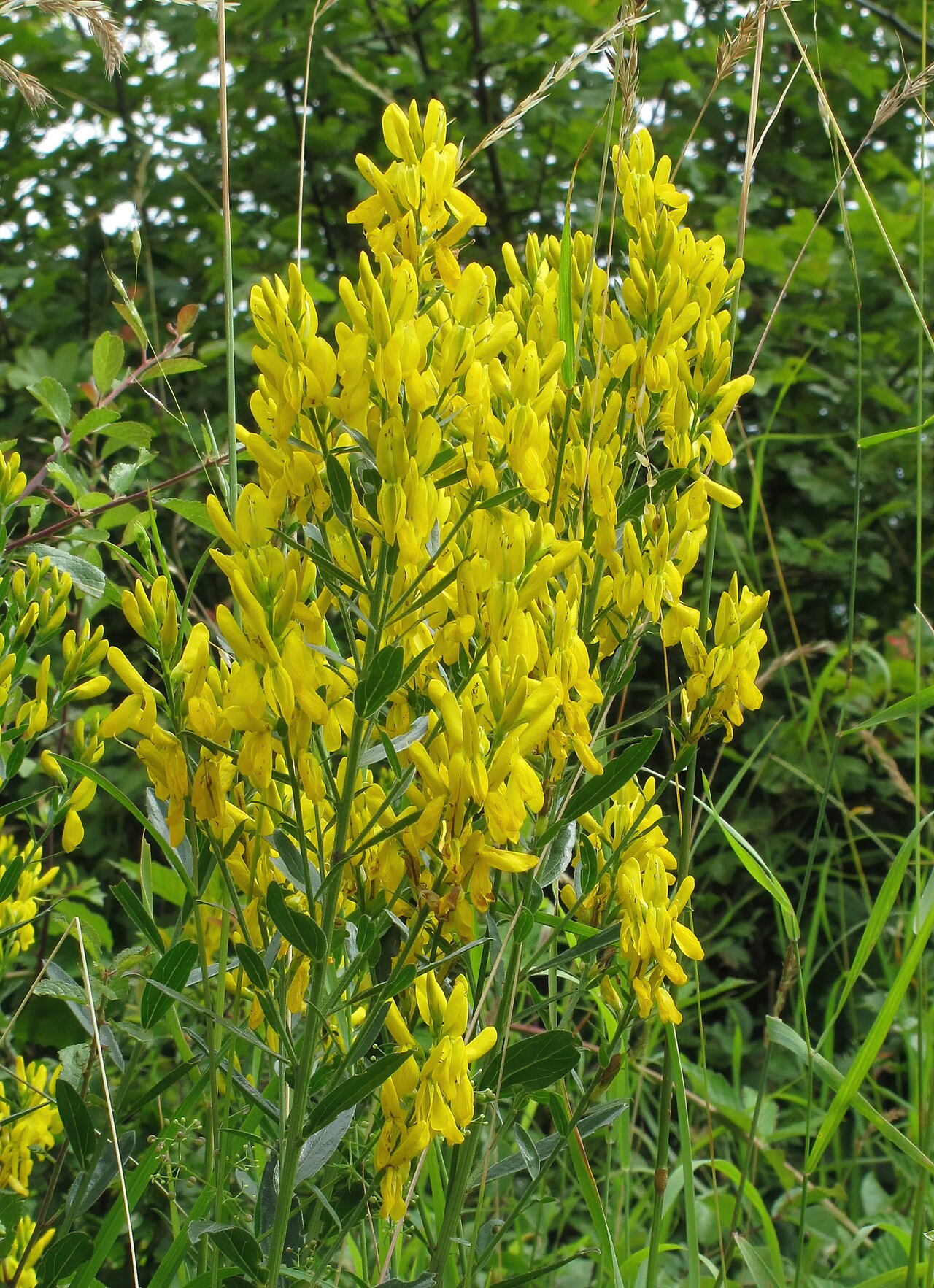 Genista tinctoria pestovanie na svetlom stanovišti