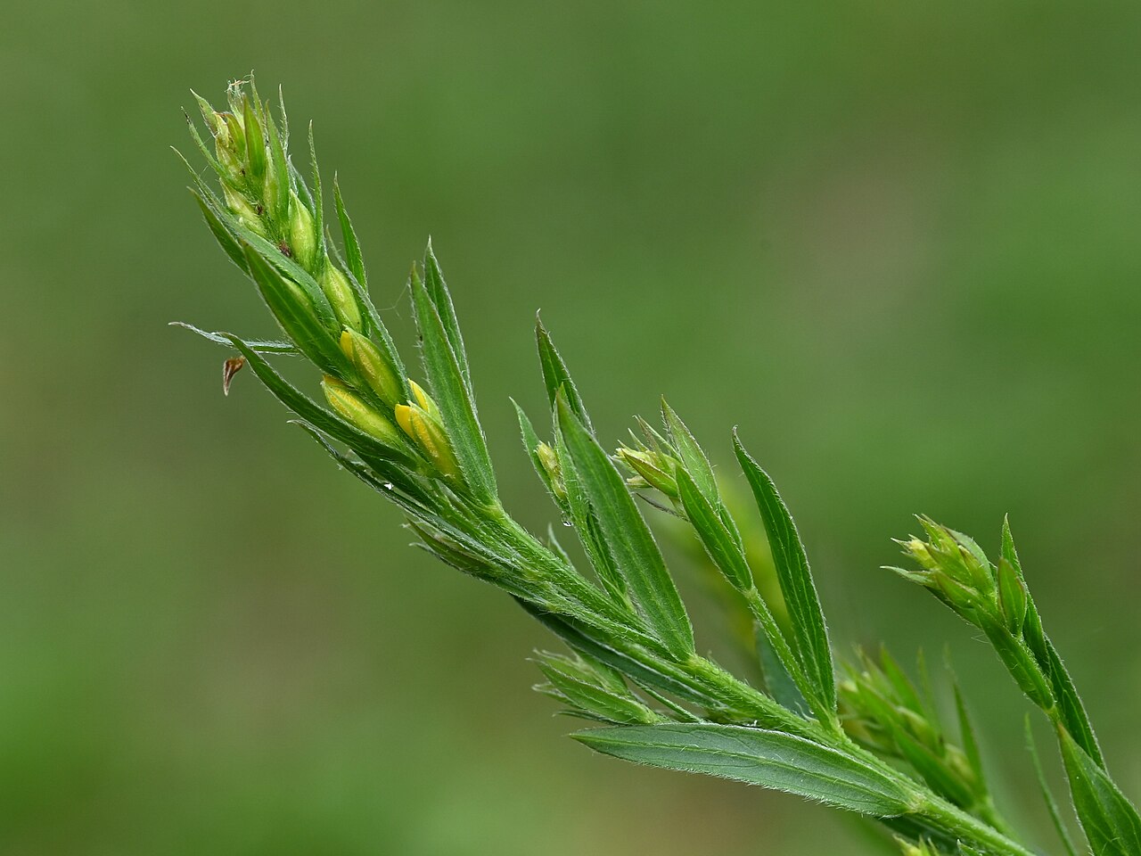 Genista tinctoria v záhradnej výsadbe