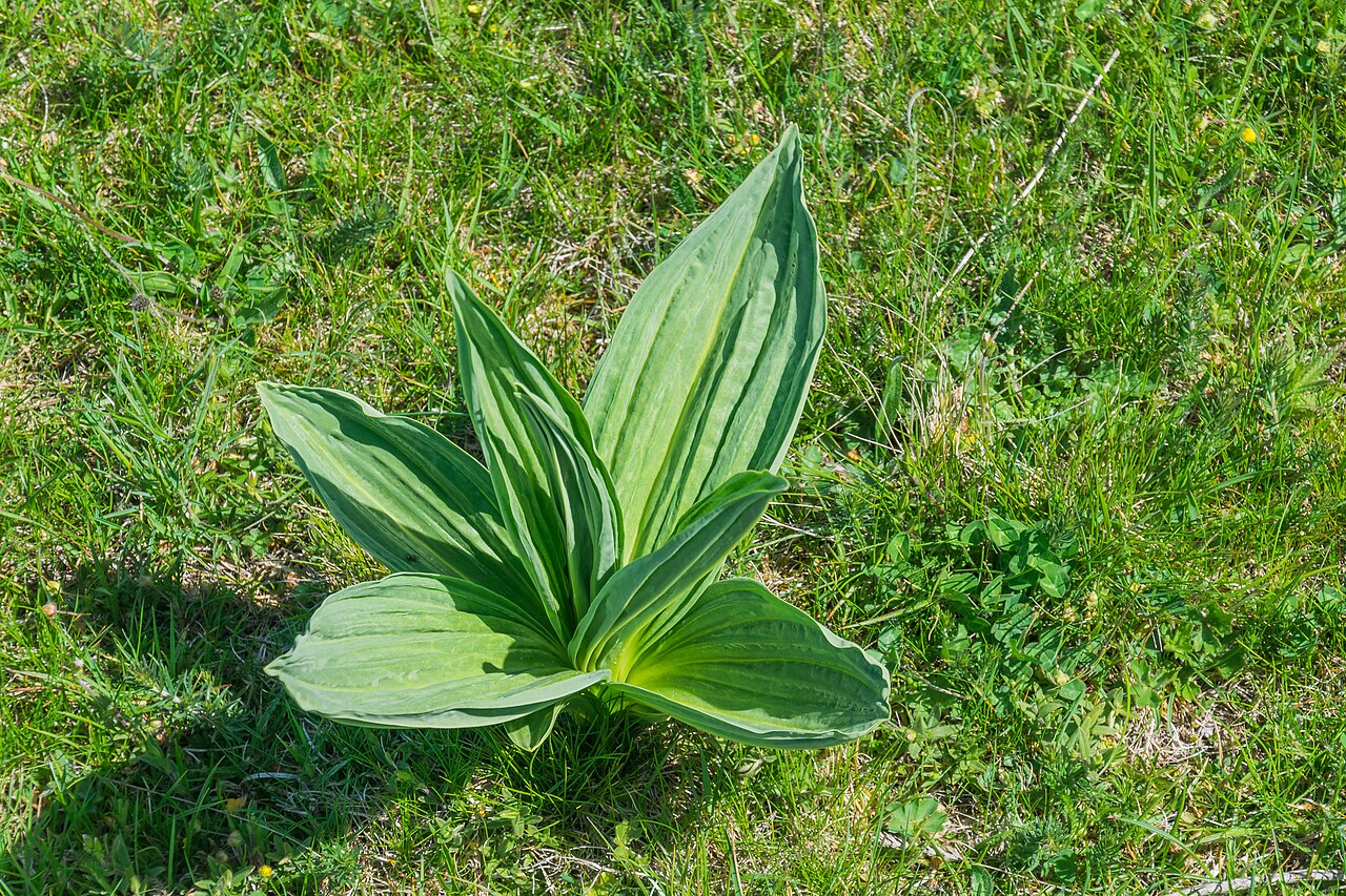 Gentiana lutea pestovanie v nádobe na svetlom stanovišti