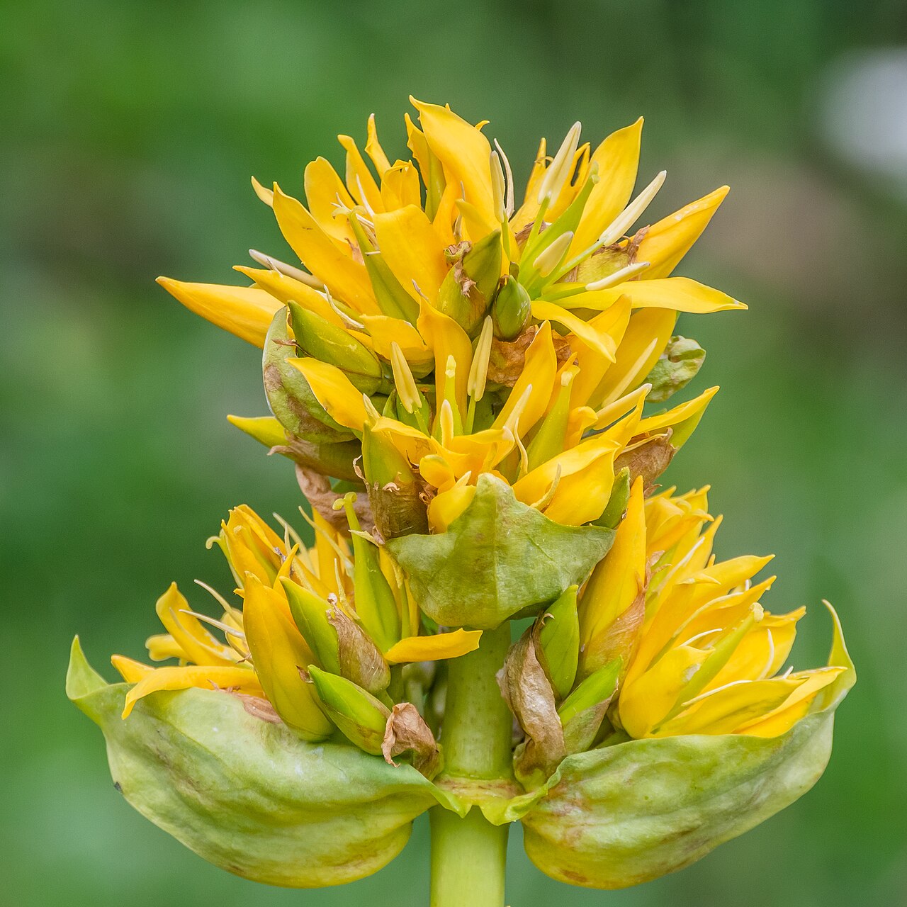 Detail žltých kvetov rastliny Gentiana lutea