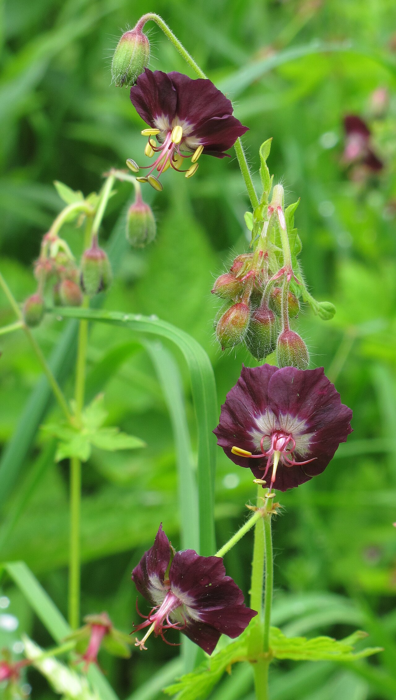 Starostlivosť o Geranium phaeum v záhradnom záhone
