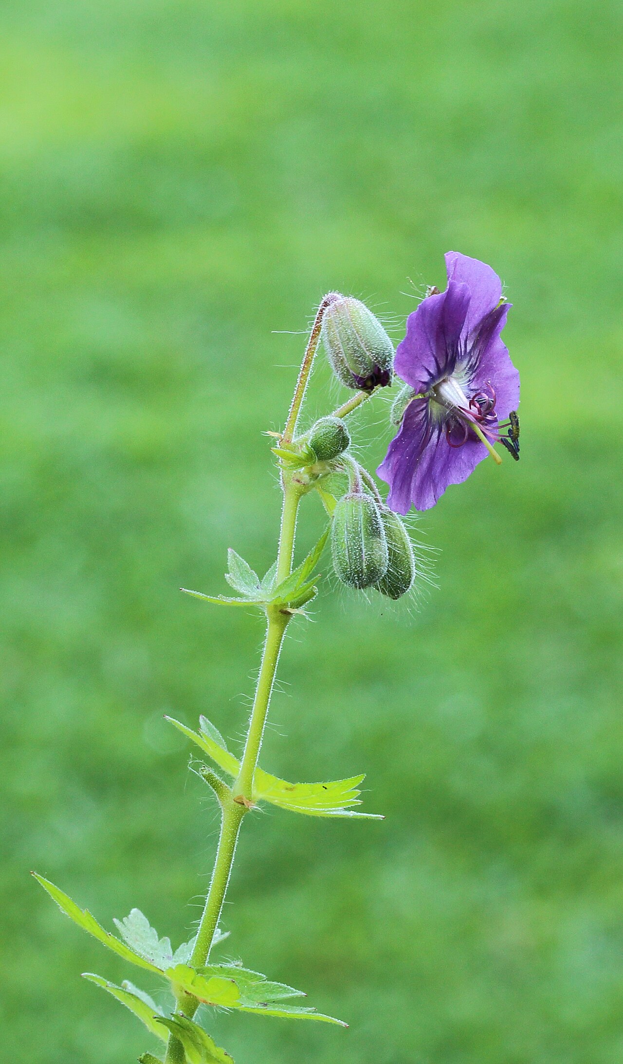 Geranium phaeum s tmavopurpurovými kvetmi