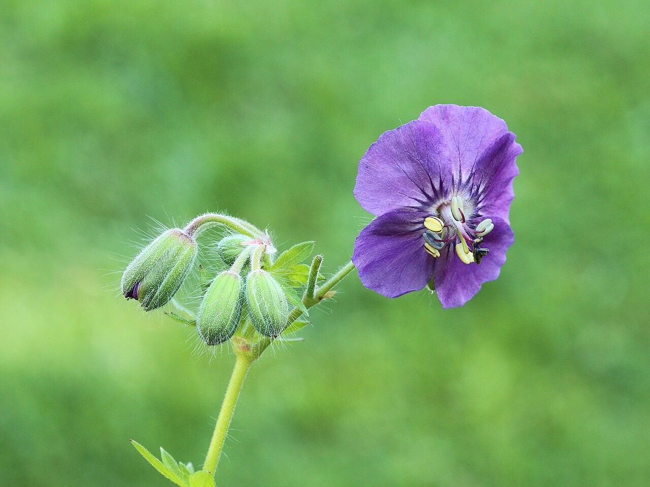 Detail listov rastliny Geranium phaeum