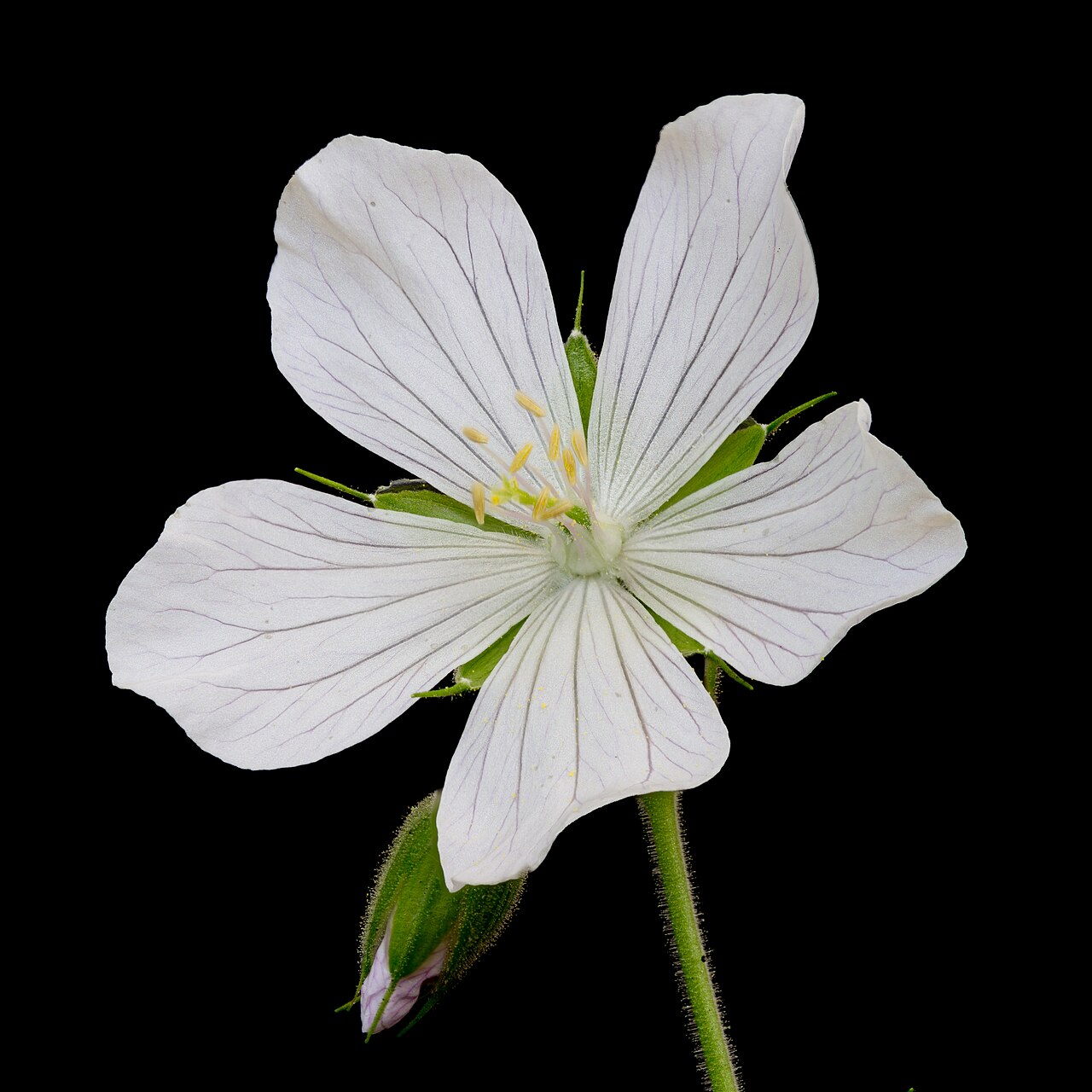 Geranium pratense pestovanie v záhradnom záhone
