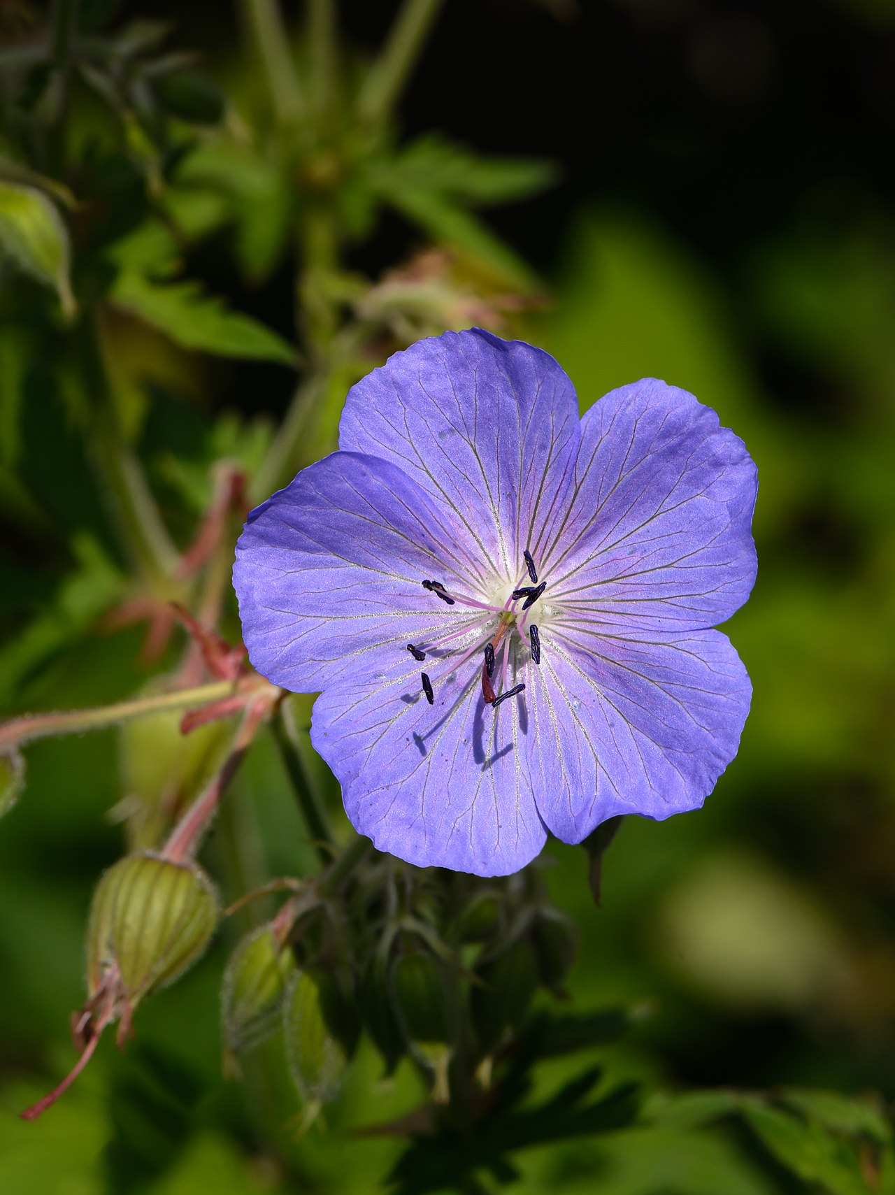 Kvitnúca rastlina Geranium pratense s modrofialovými kvetmi