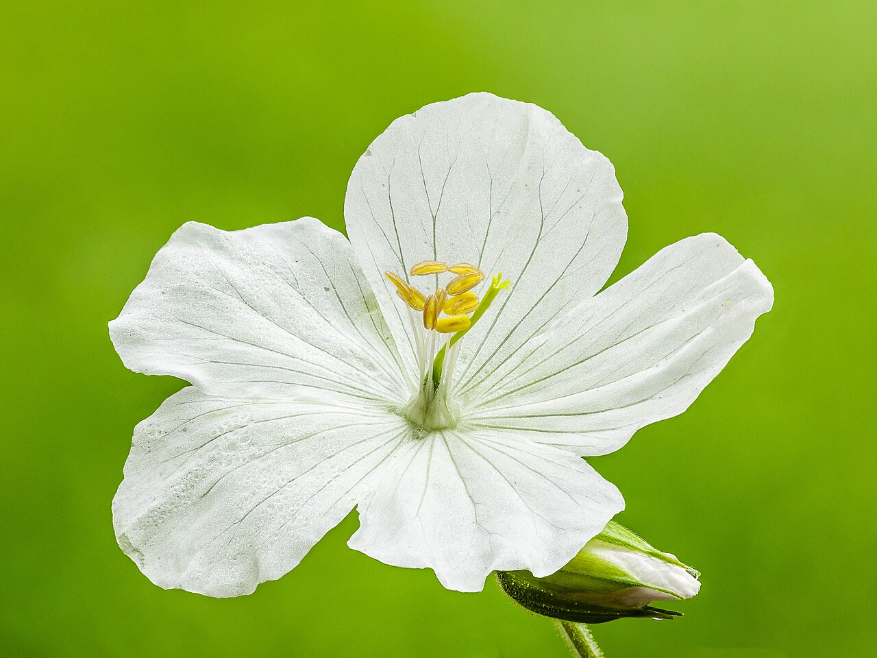 Detail listov a kvetov rastliny Geranium pratense