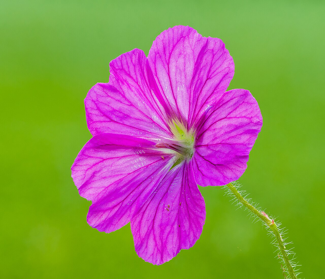 Geranium sanguineum pestovanie v záhradnom záhone