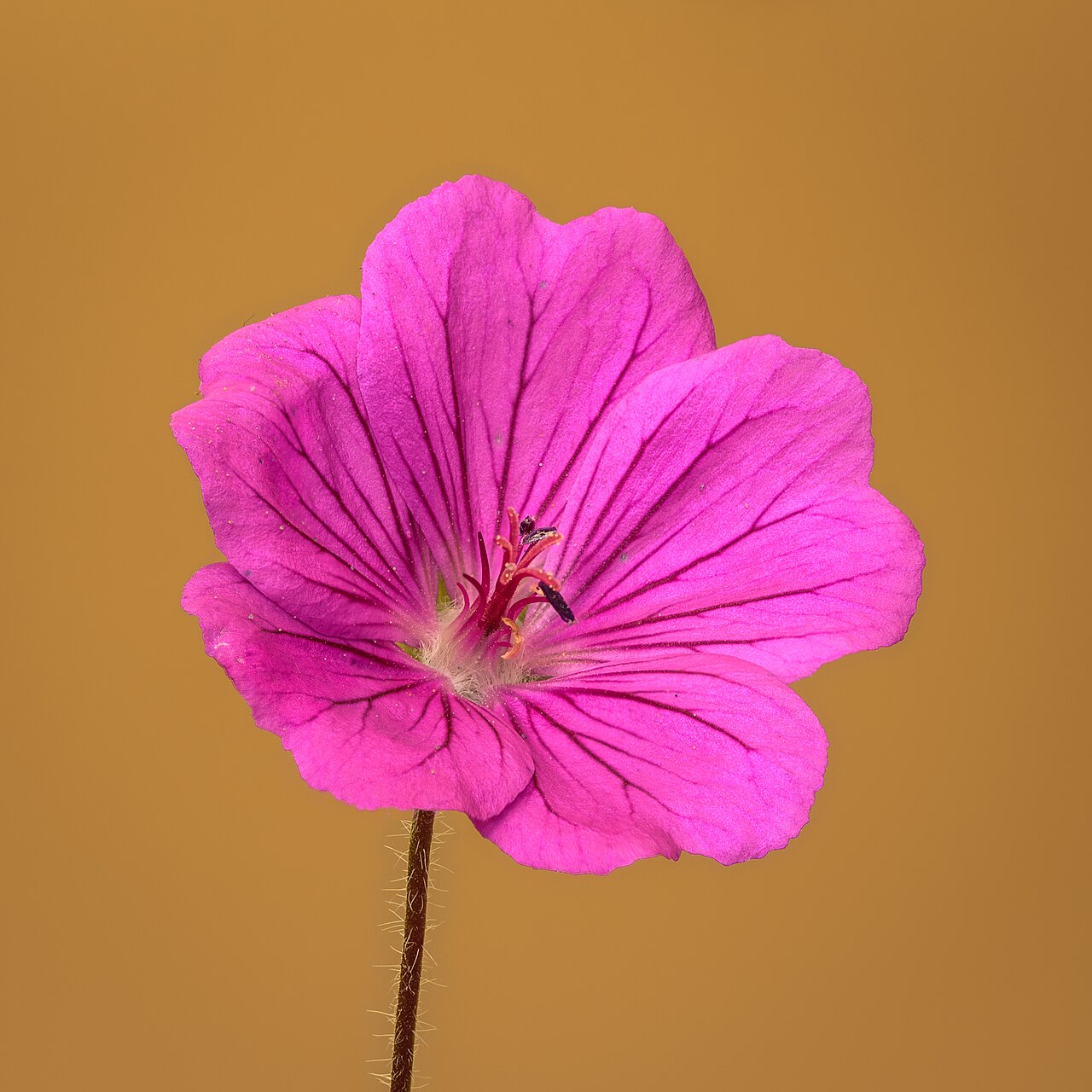 Kvitnúce Geranium sanguineum s ružovočervenými kvetmi