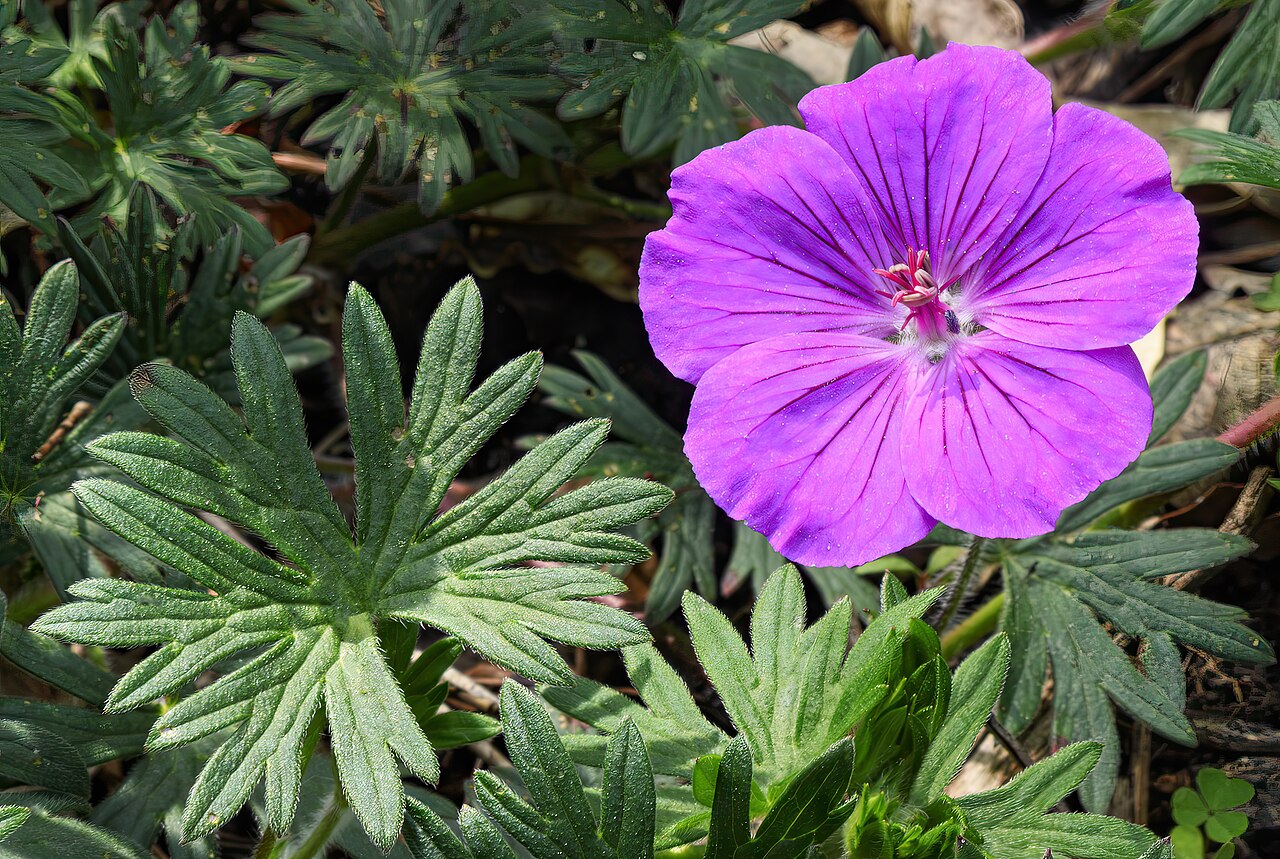 Detail hlboko laločnatých listov rastliny Geranium sanguineum