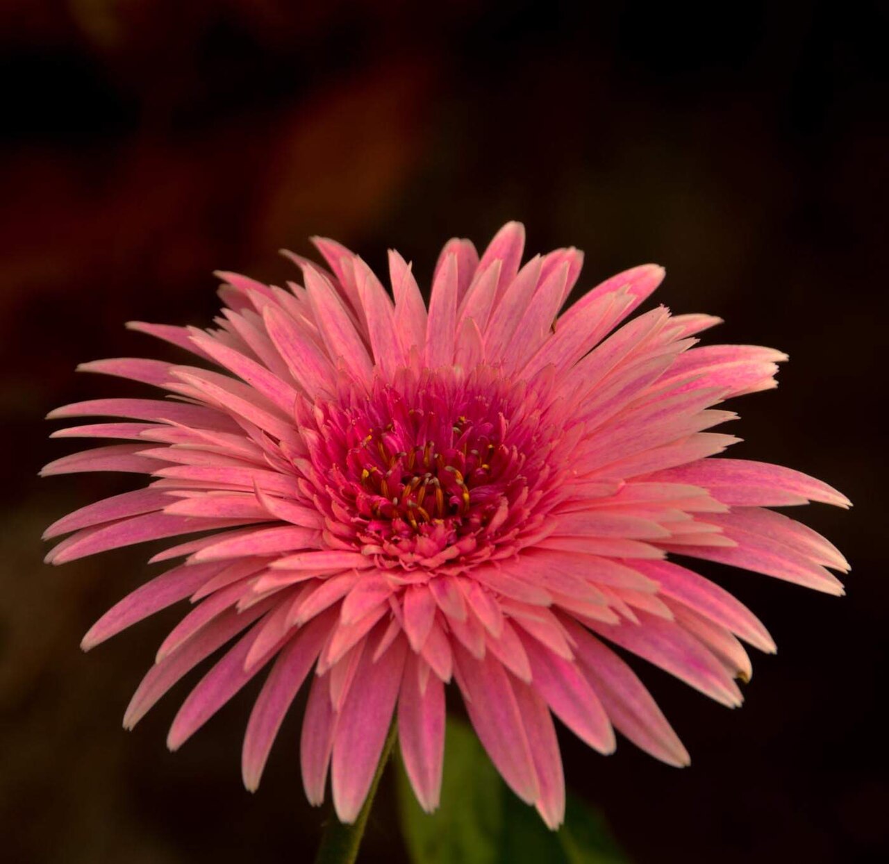Starostlivosť o Gerbera jamesonii v kvetináči na svetlom mieste