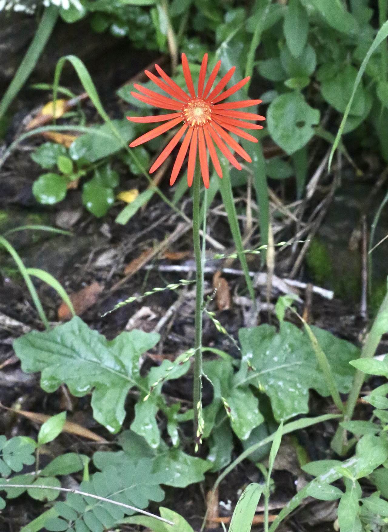 Kvitnúca Gerbera jamesonii s výraznými farebnými kvetmi