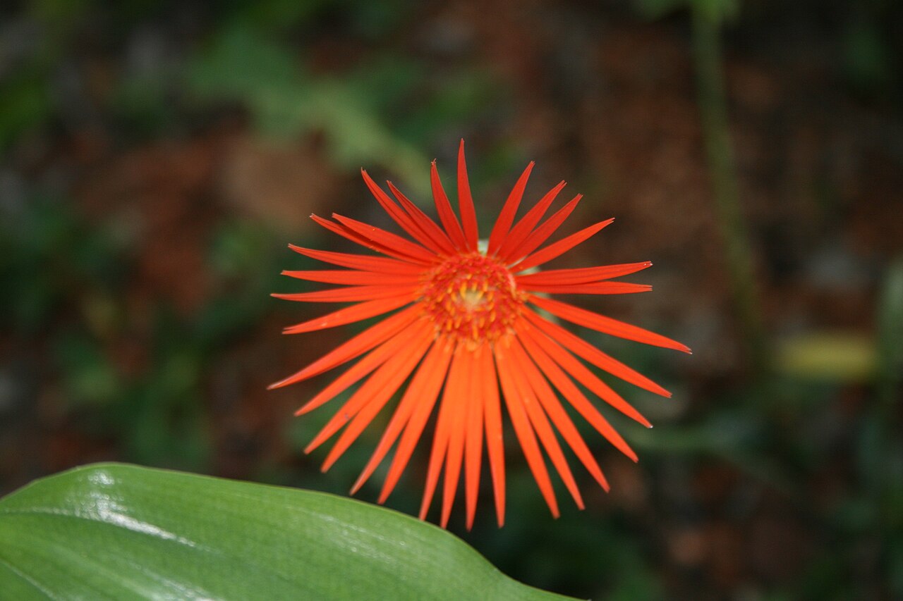 Detail listovej ružice rastliny Gerbera jamesonii
