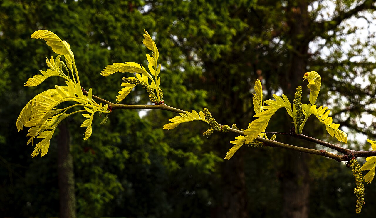 Jemné listy rastliny Gleditsia triacanthos