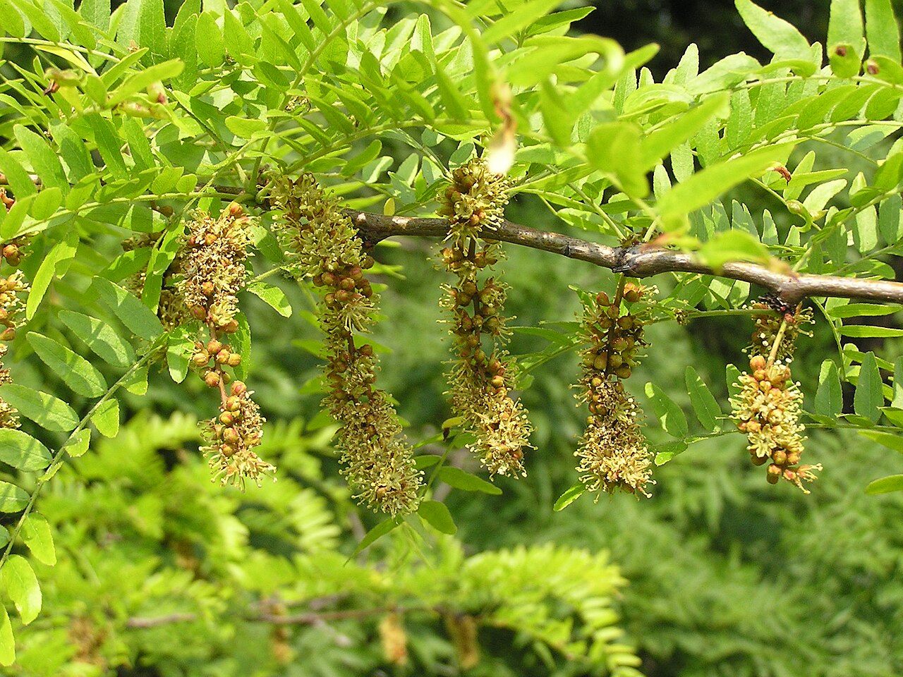 Mladá Gleditsia triacanthos v črepníku