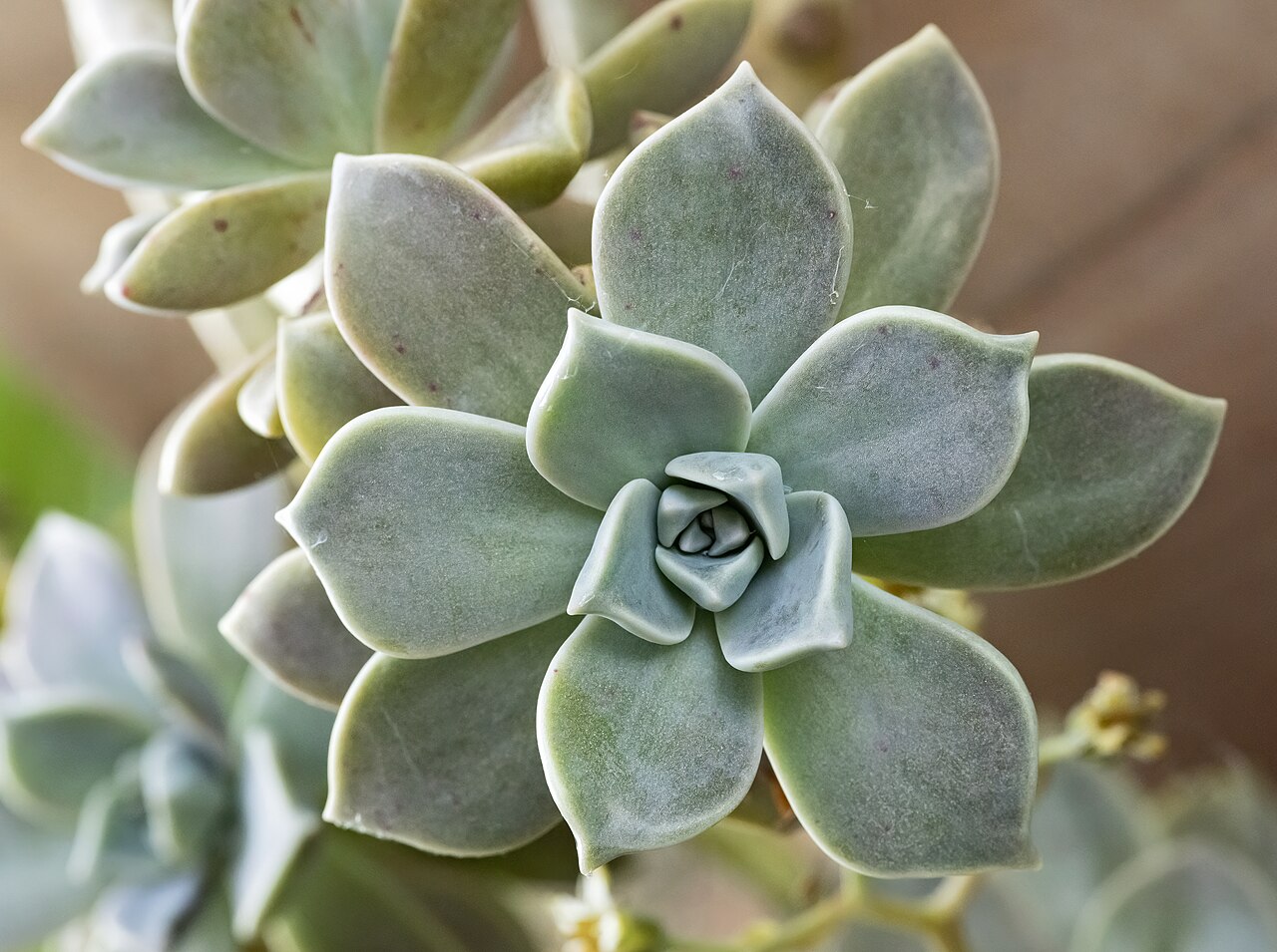 Starostlivosť o Graptopetalum paraguayense na svetlom stanovišti