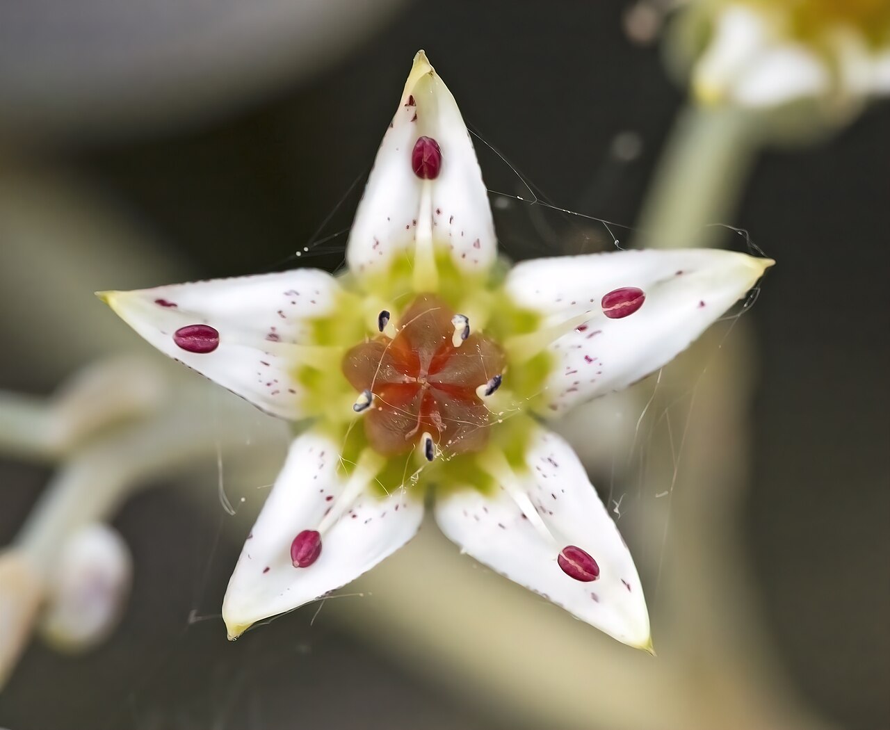 Detail ružice Graptopetalum paraguayense s voskovými listami
