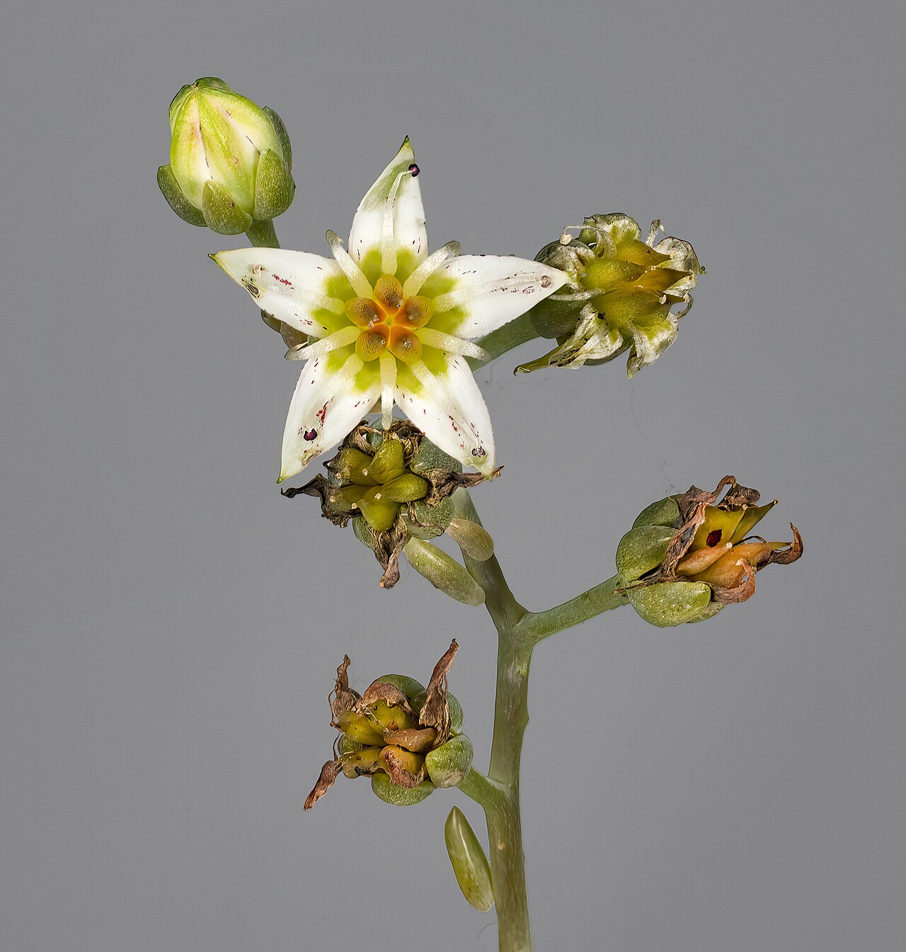 Graptopetalum paraguayense v kvetináči so sukulentným substrátom