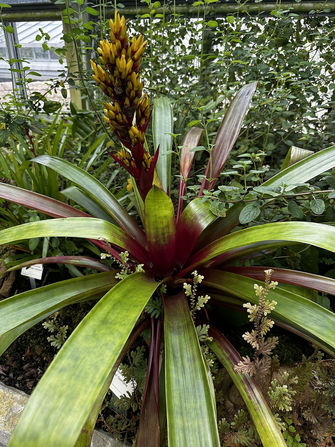 Guzmania blassii v kvetináči na svetlom mieste