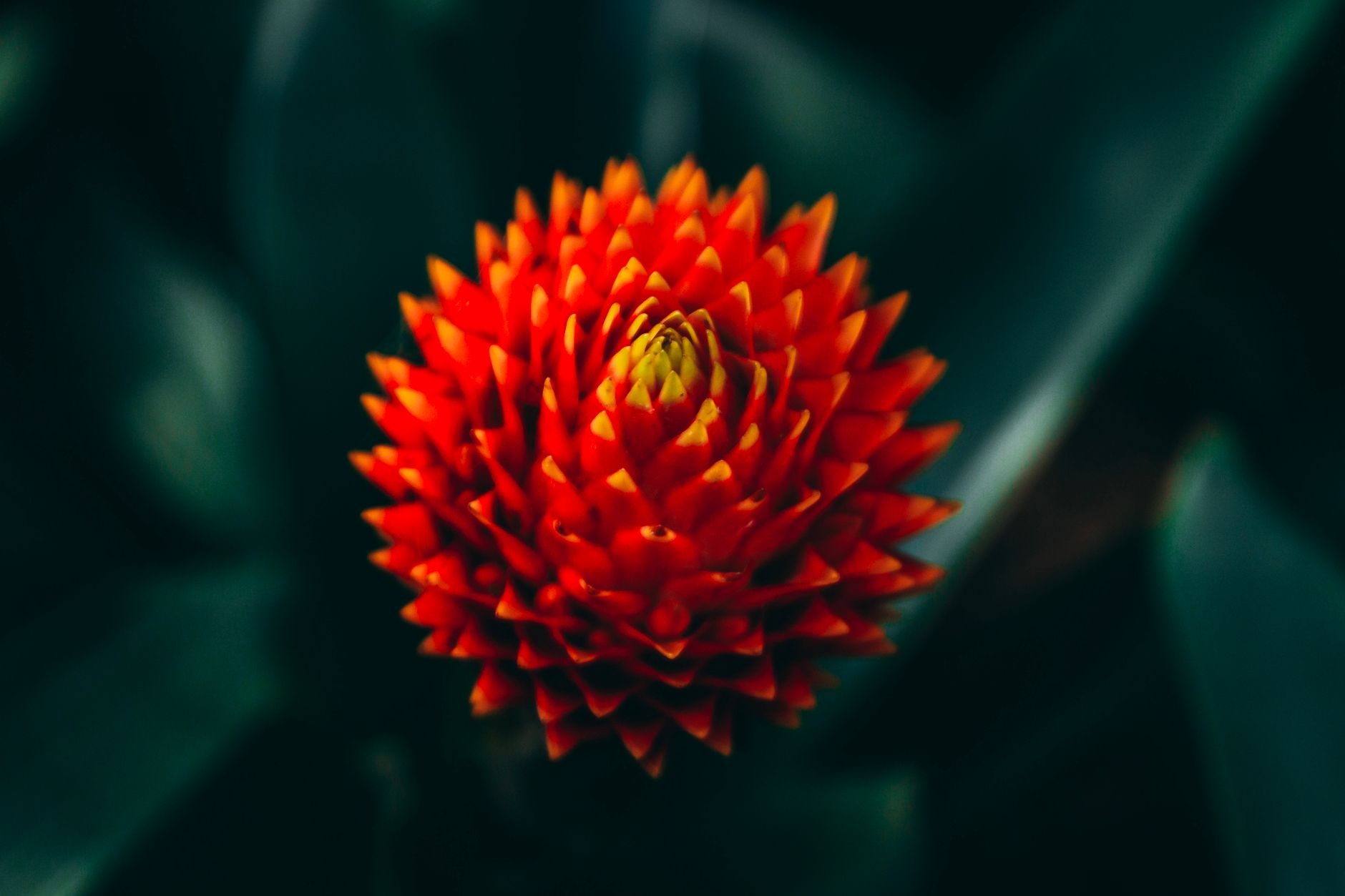 Detail listovej ružice rastliny Guzmania blassii